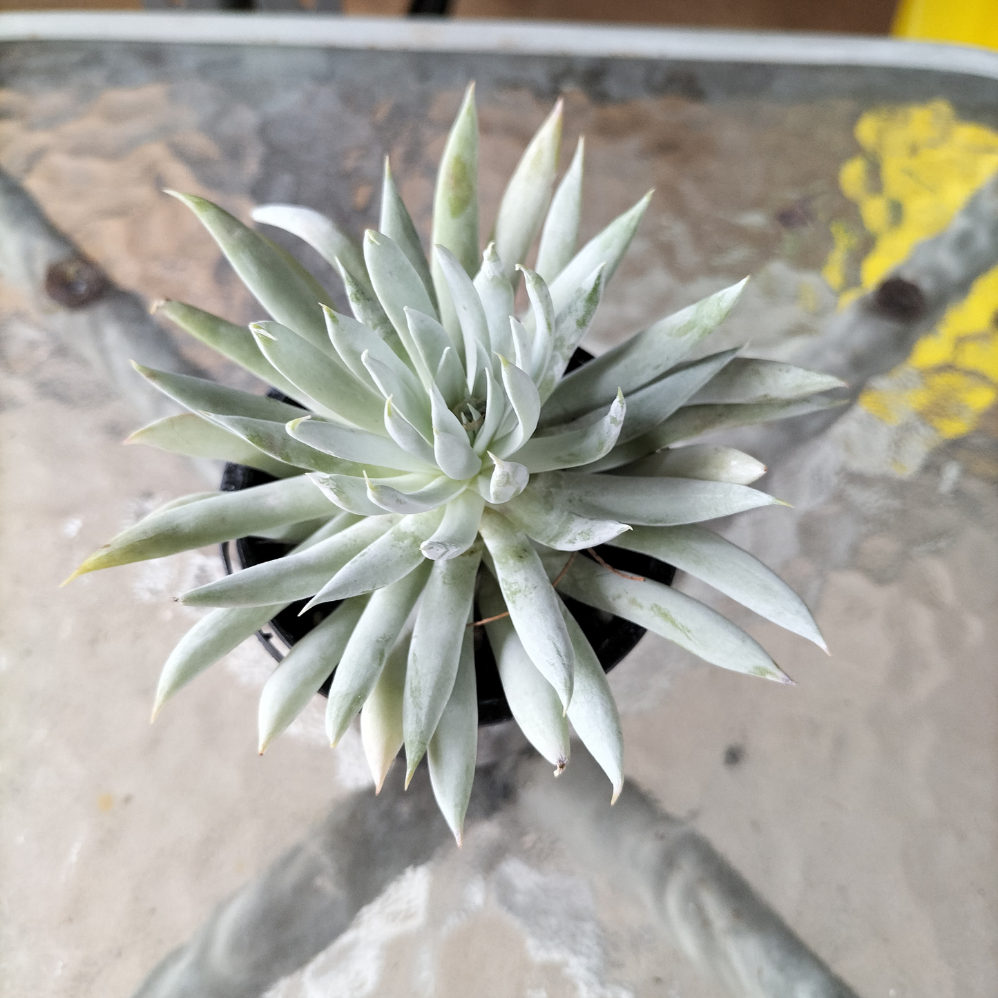 Dudleya 'Candida'