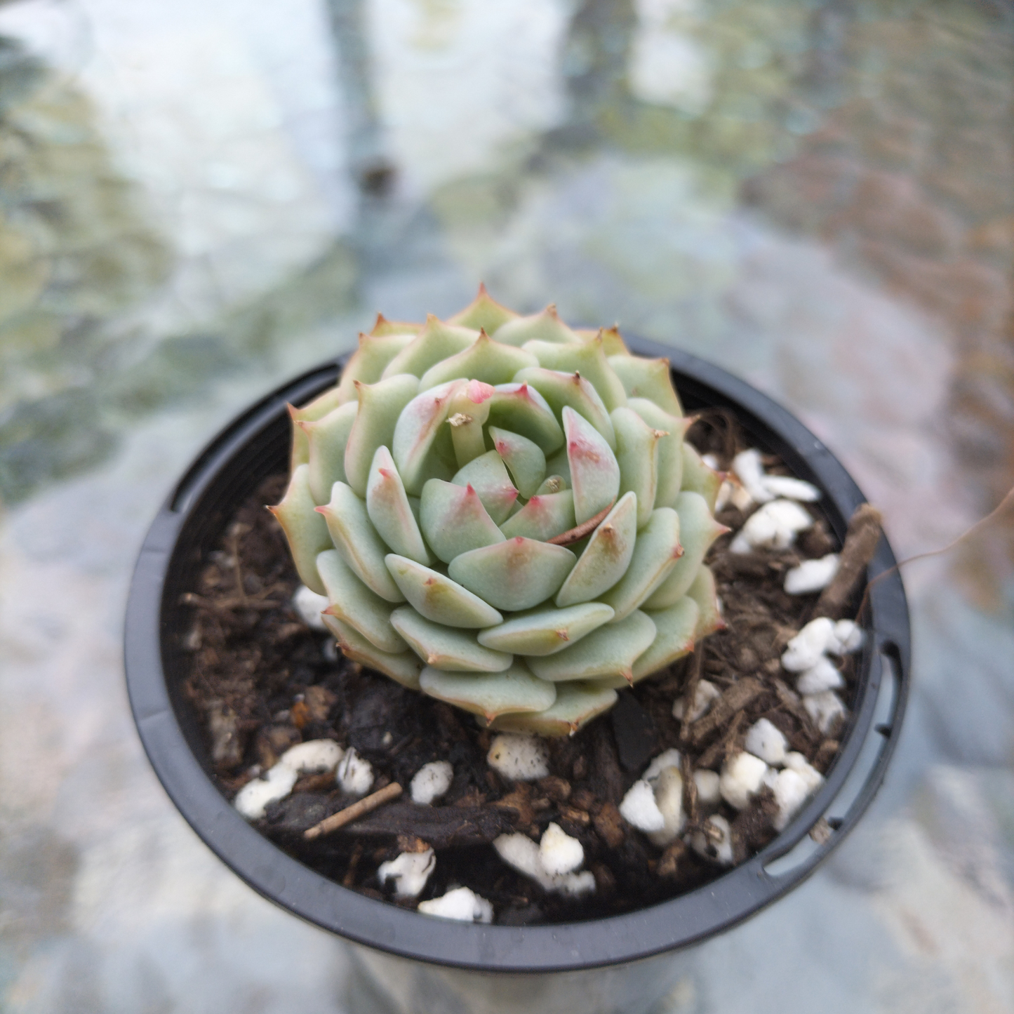 Echeveria 'Captain Hay'