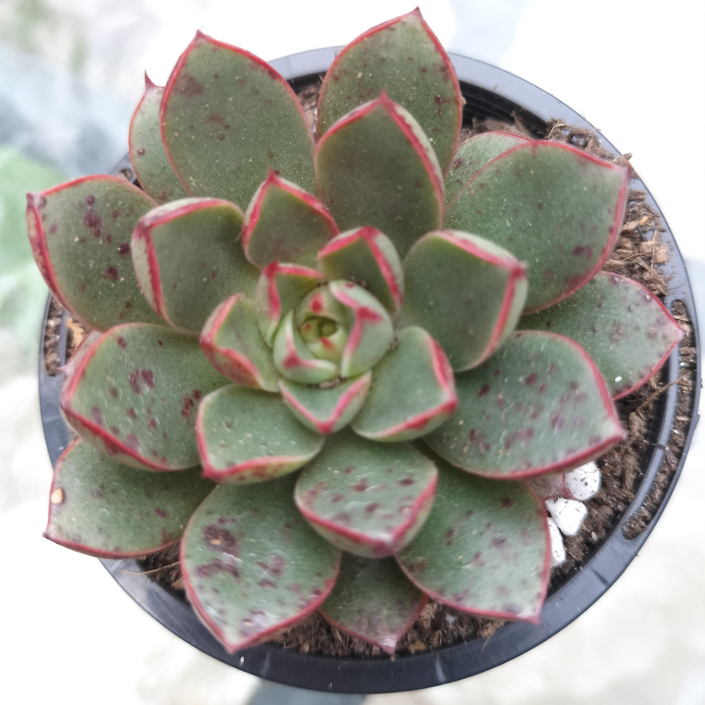 Echeveria 'Cat's eye' XS