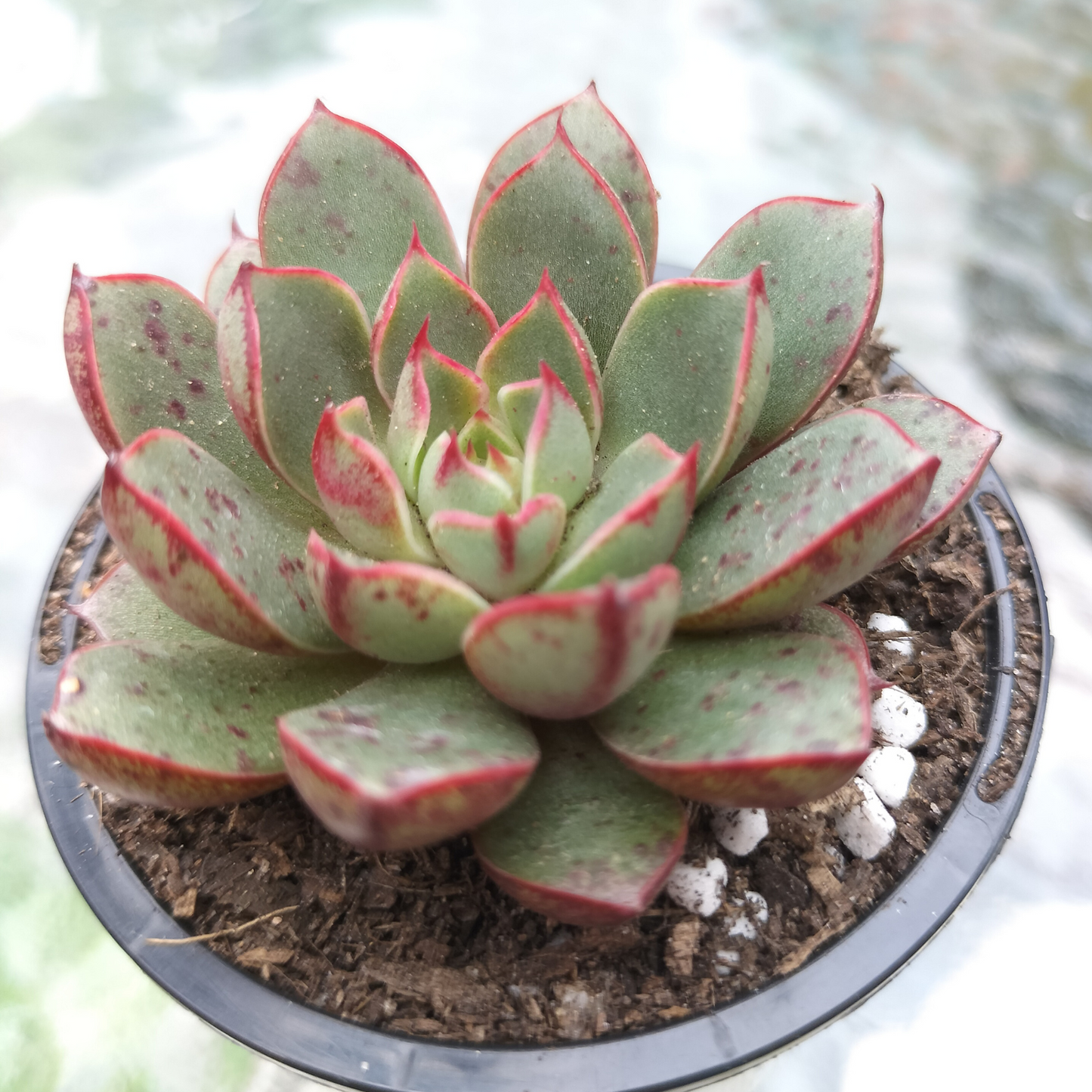 Echeveria 'Cat's eye' XS