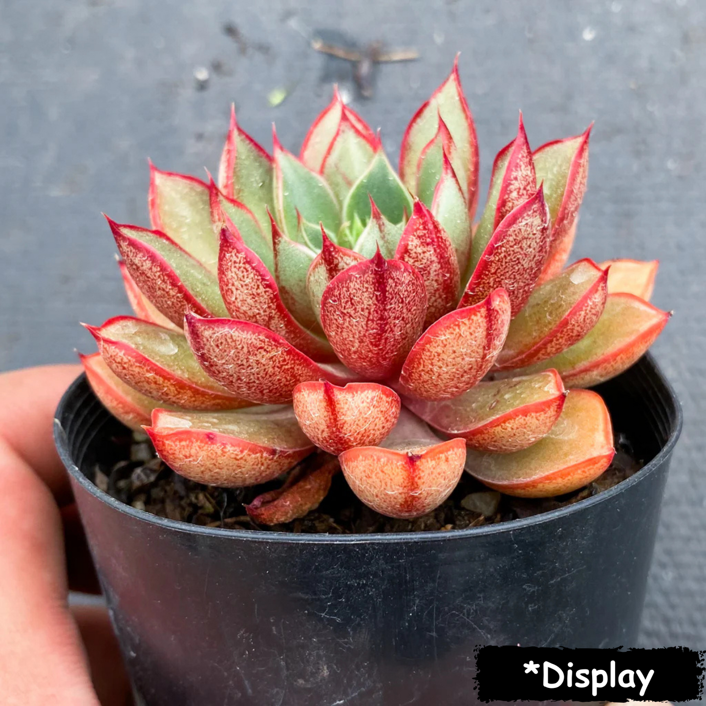 Echeveria 'Cat's eye' XS