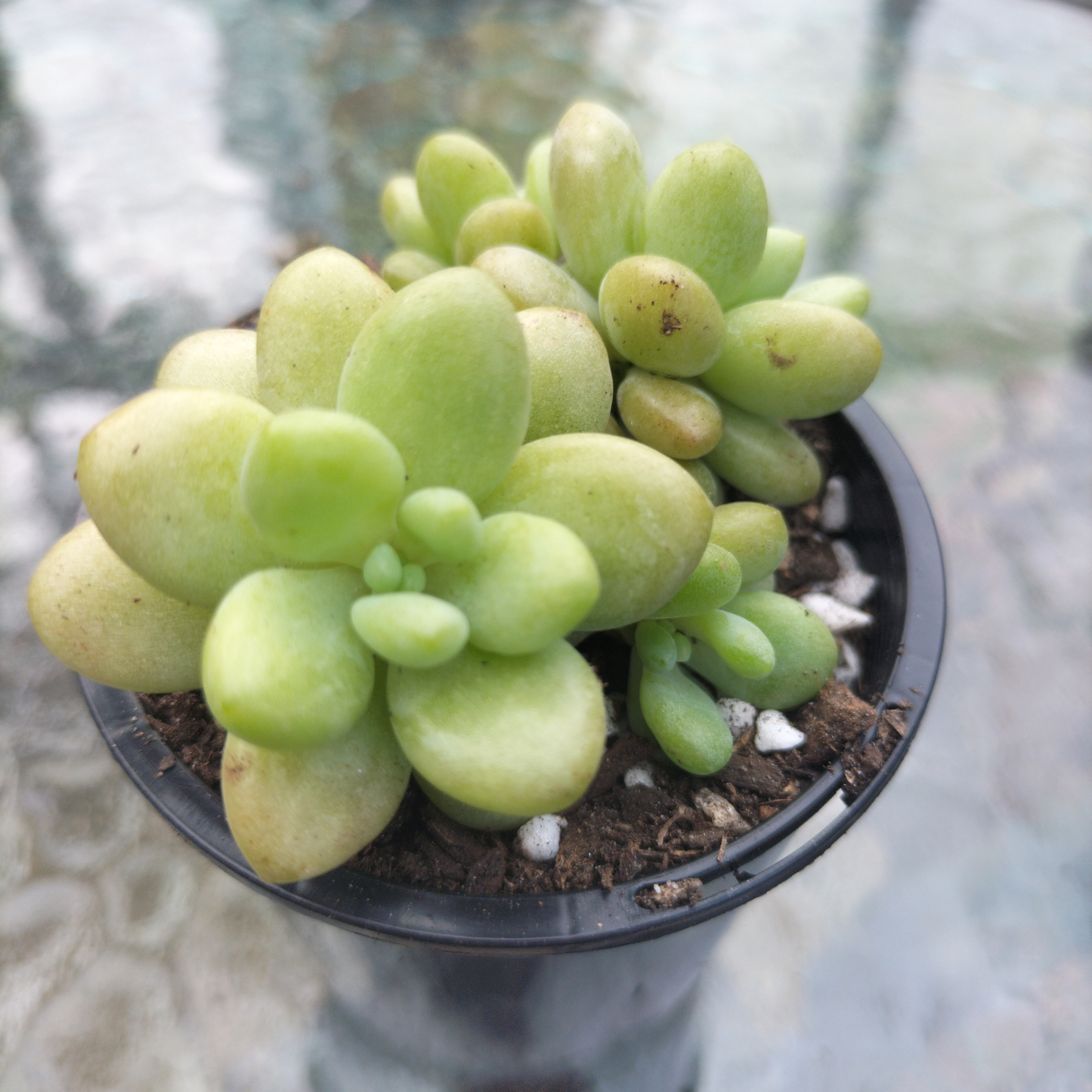 Sedum 'Caviar'