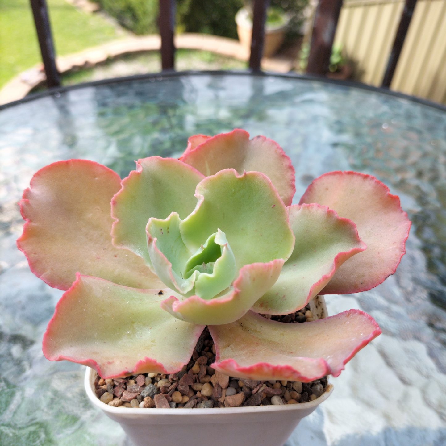 Echeveria 'Chantilly' (Cleopatra)