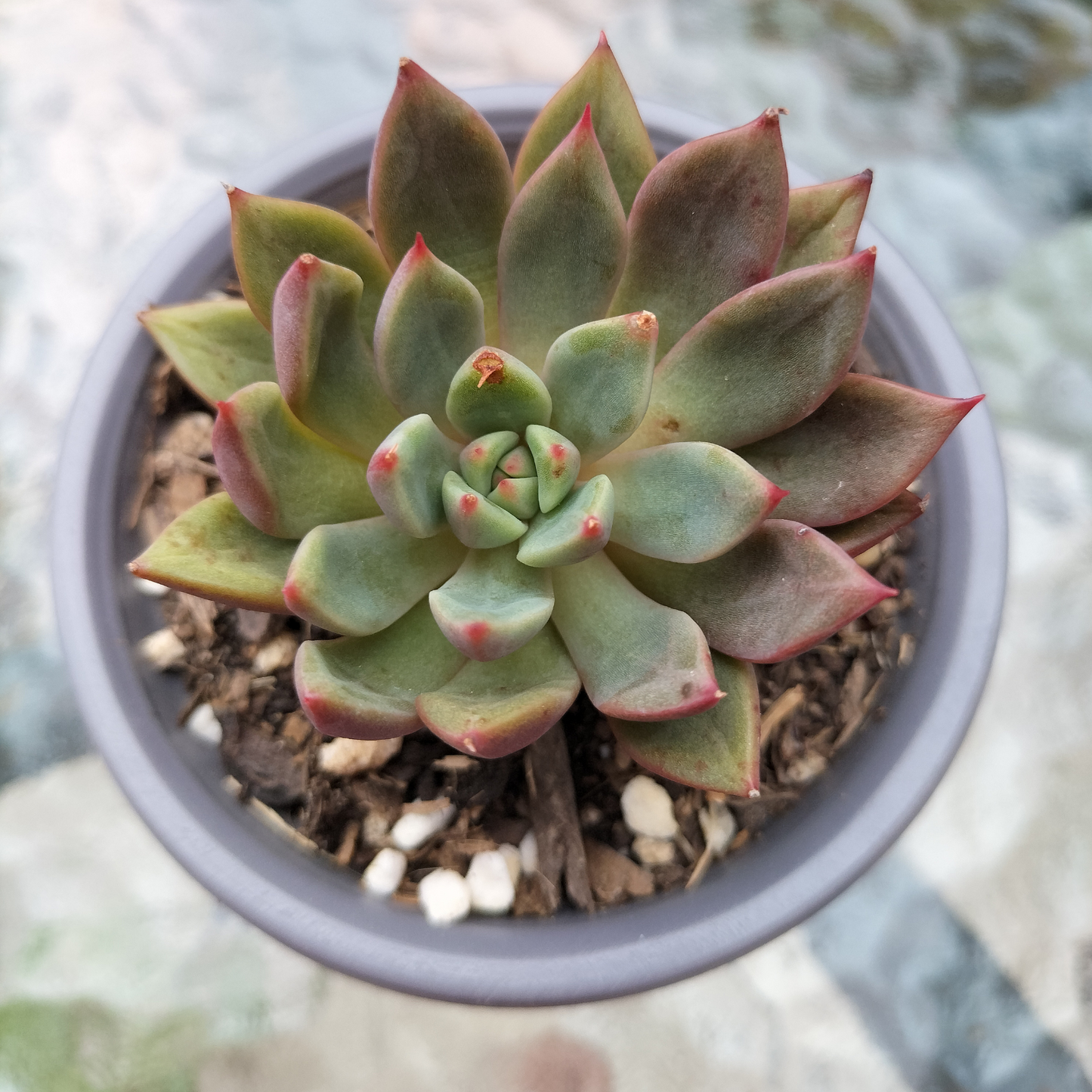 Echeveria 'Chocolate Lady'