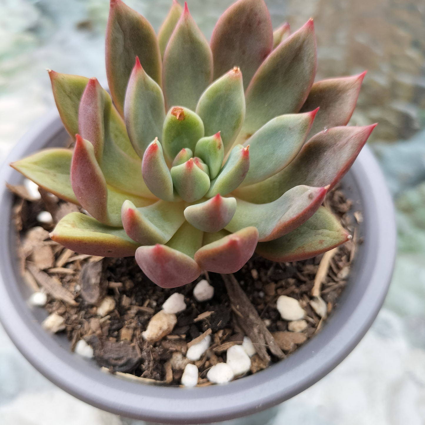 Echeveria 'Chocolate Lady'