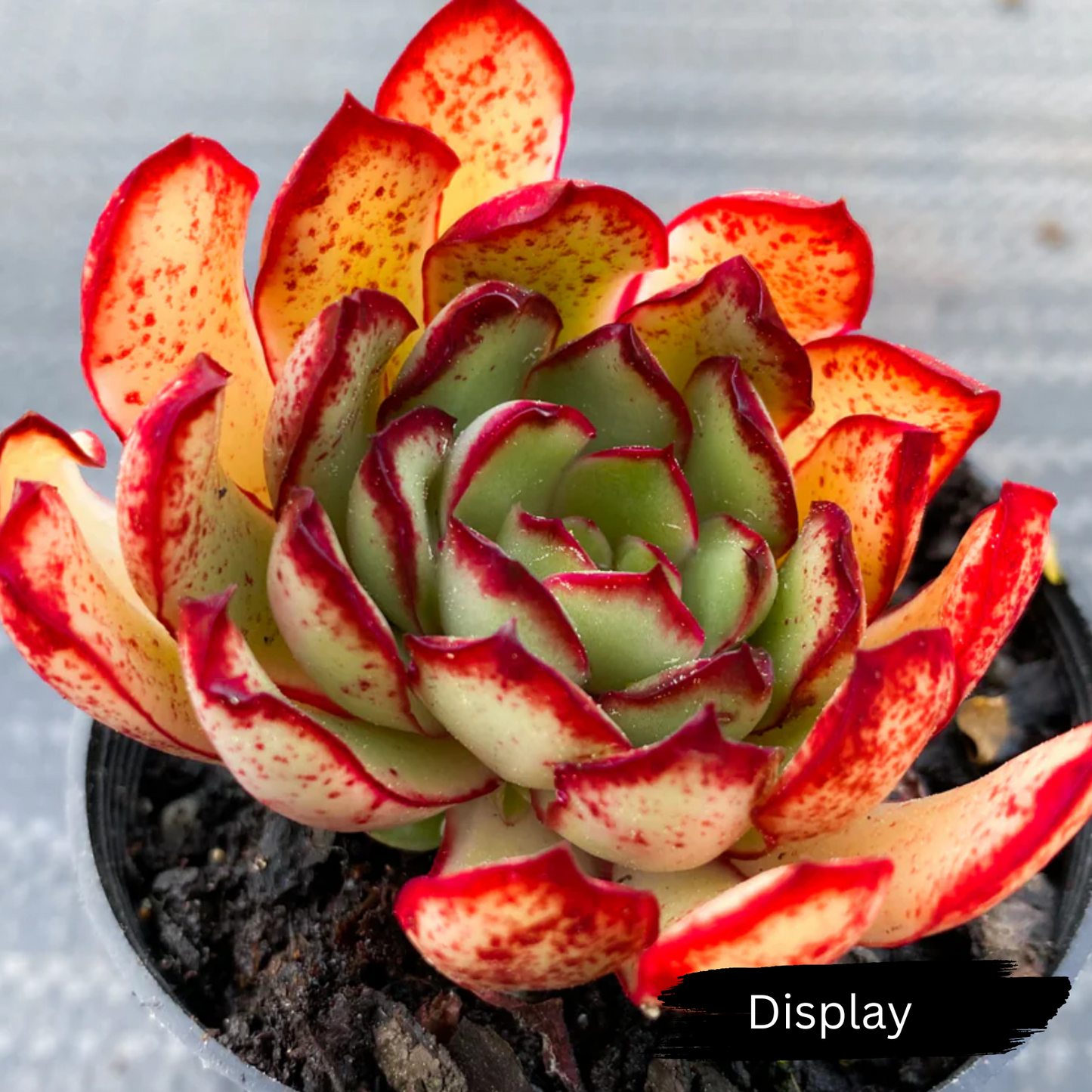 Echeveria pulidonis 'Christmas'