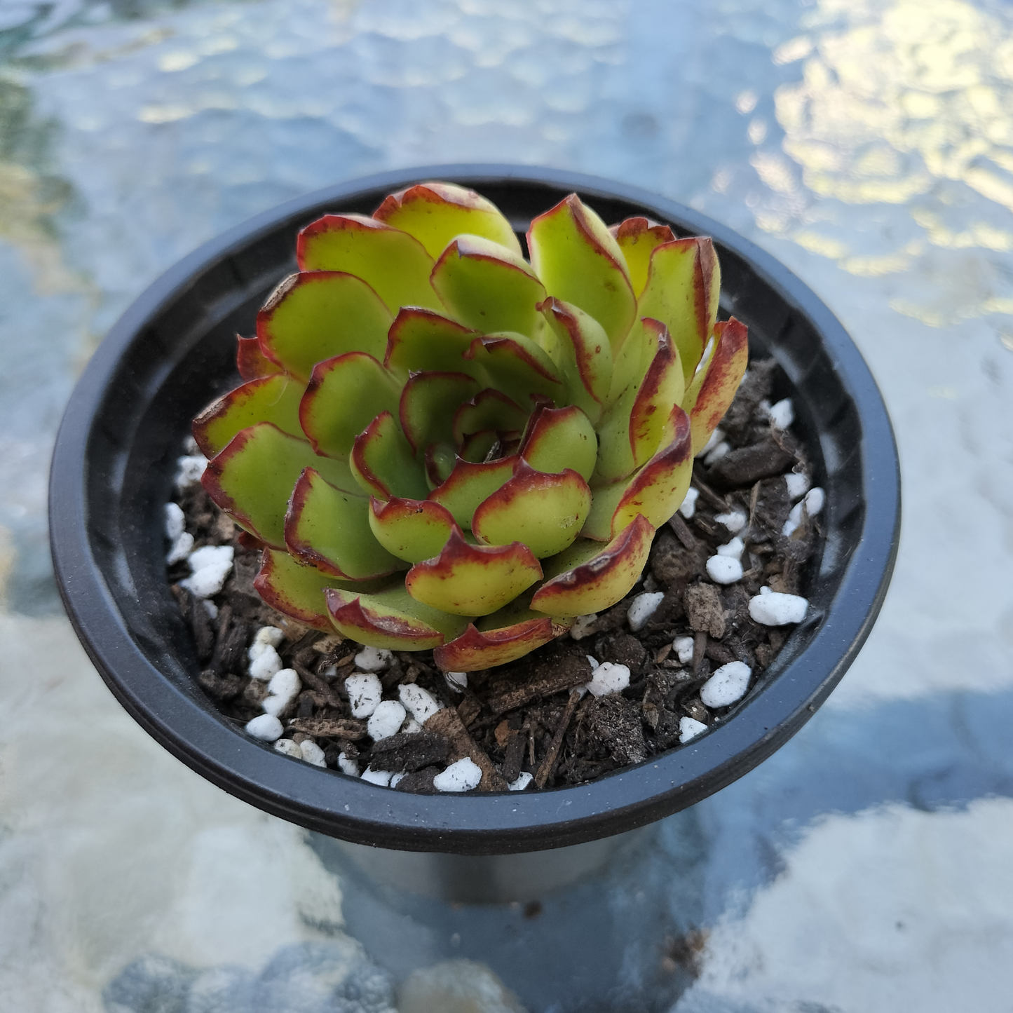 Echeveria pulidonis 'Christmas'