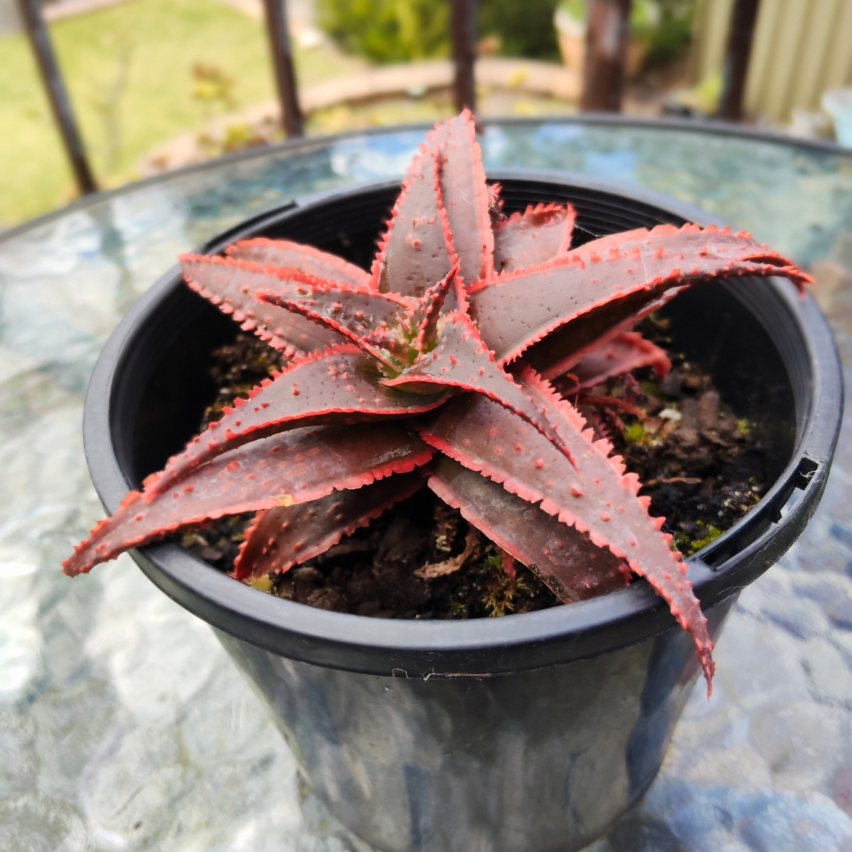 Aloe Christmas Carol