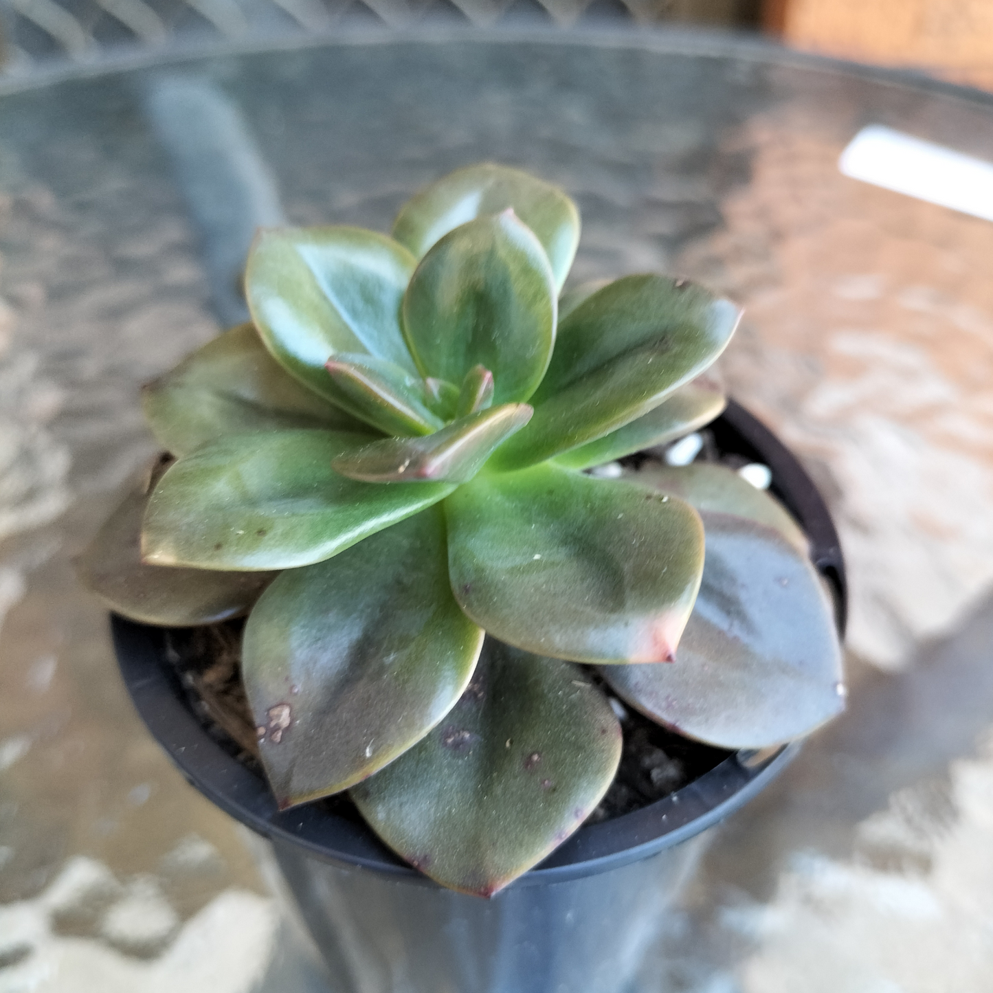 Echeveria 'Chroma'