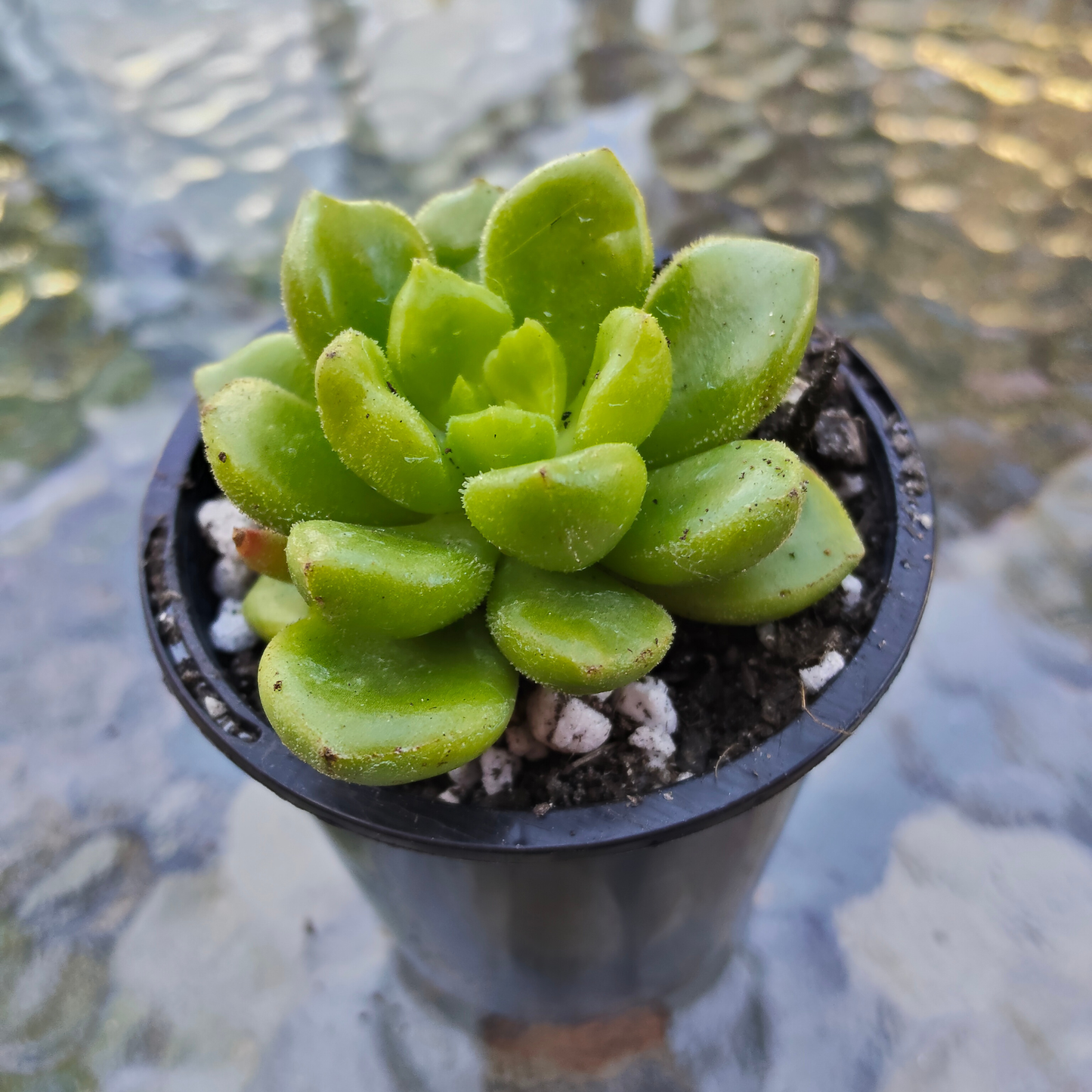 Cremneria 'Chubbs'