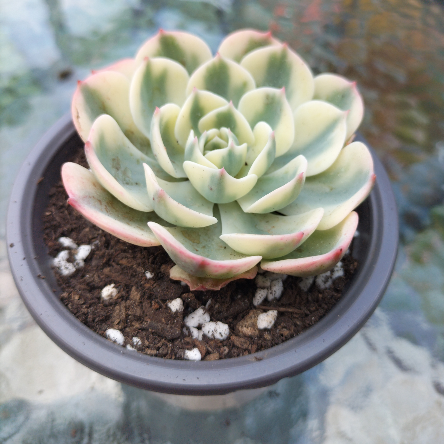 Echeveria 'Compton Carousel' (Lenore Dean)