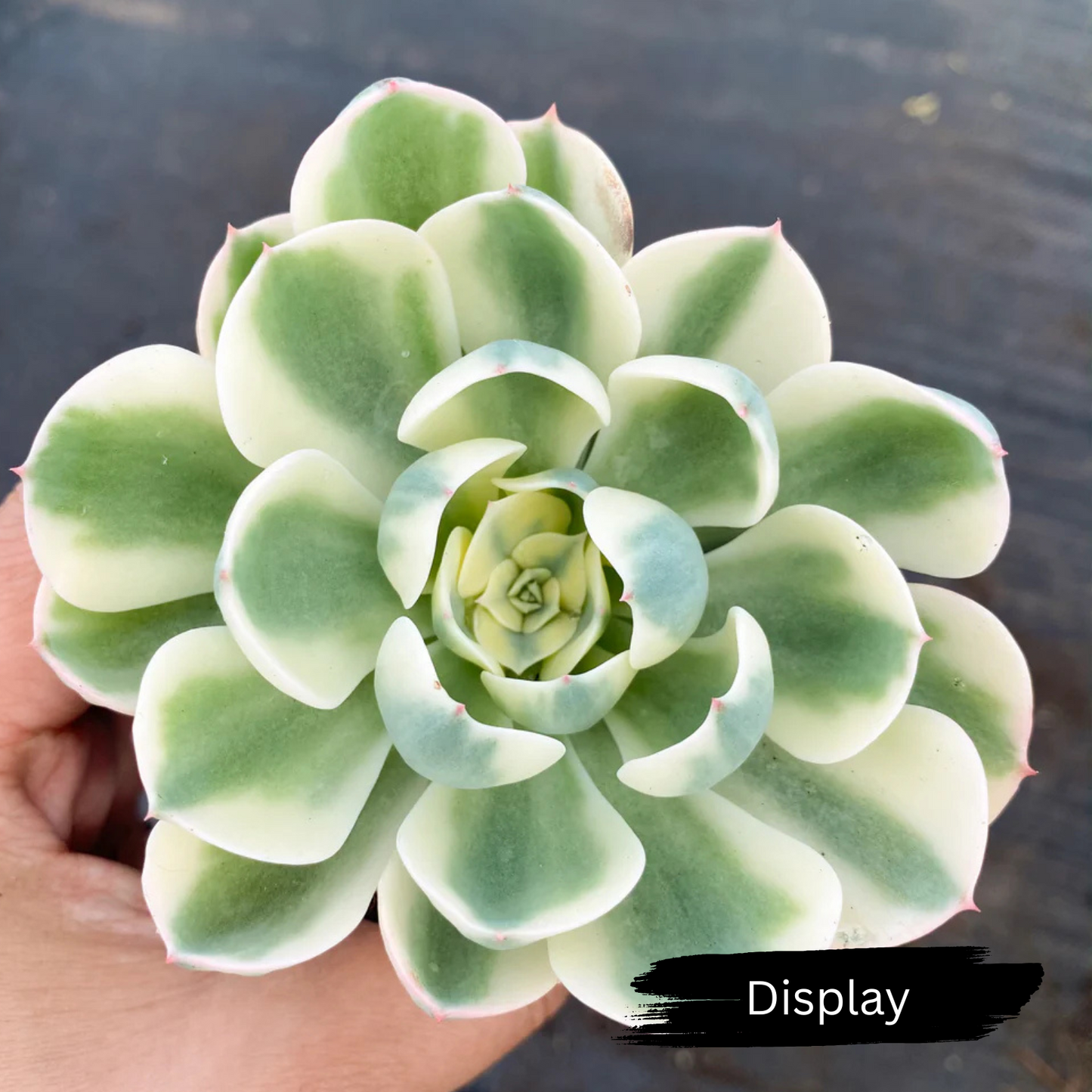 Echeveria 'Compton Carousel' (Lenore Dean)
