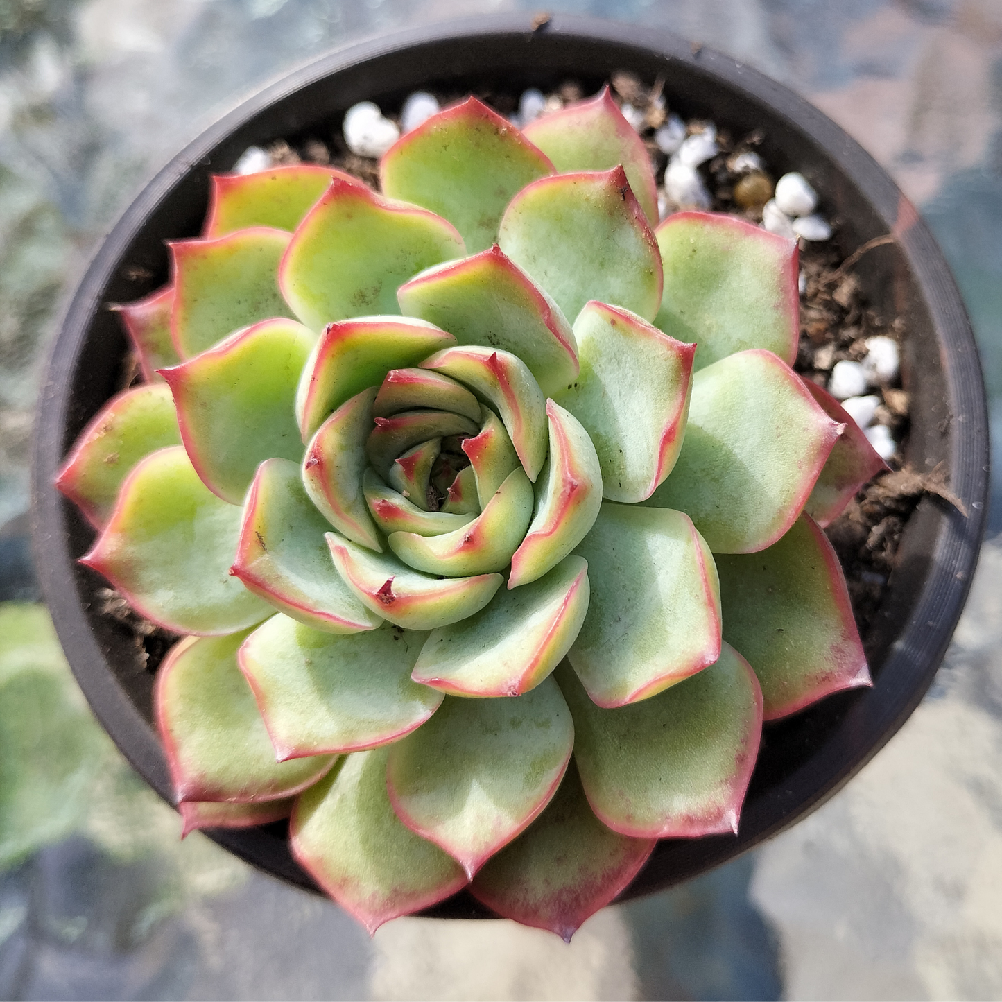 Echeveria 'Crystal Fairy'