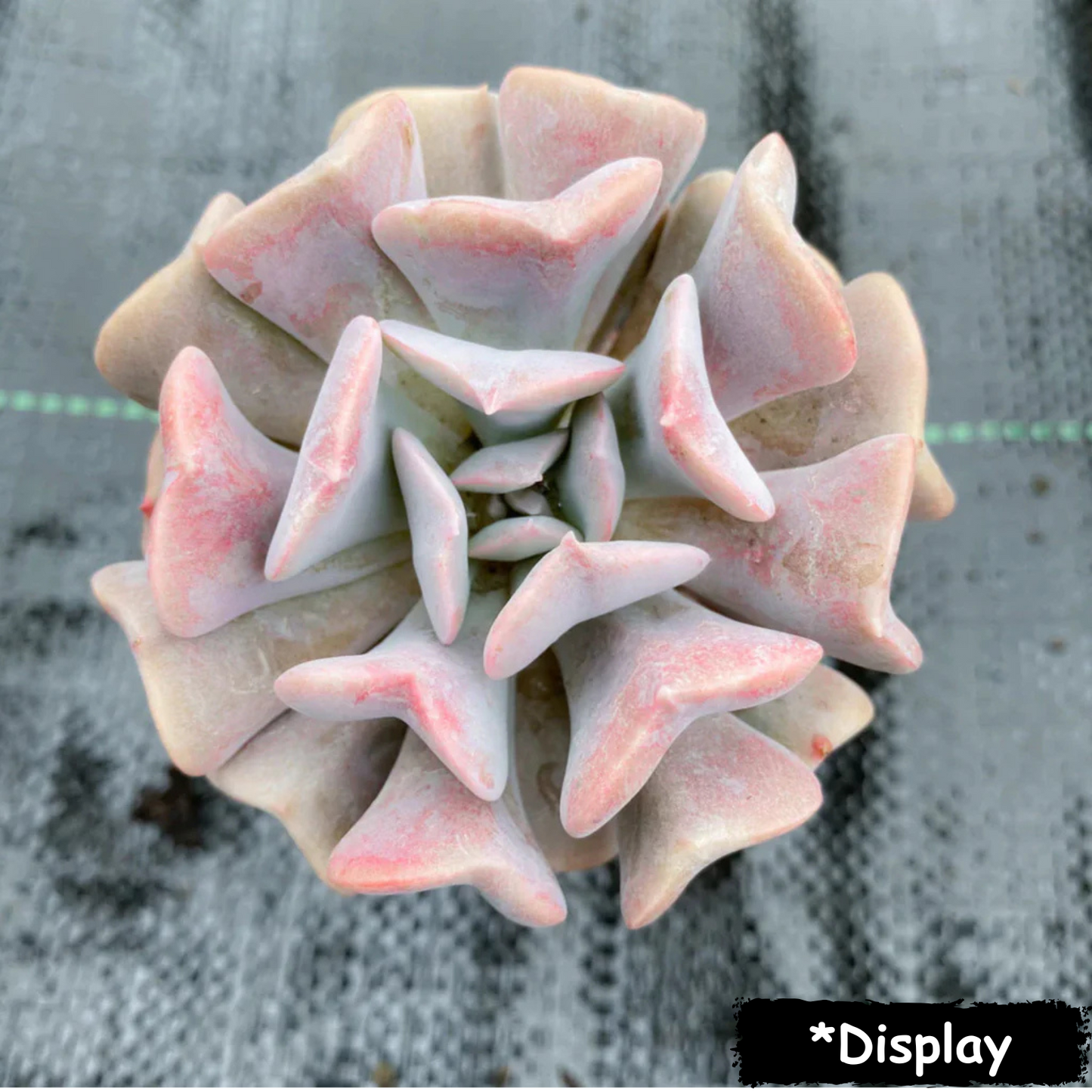 Echeveria 'Cubic Frost'