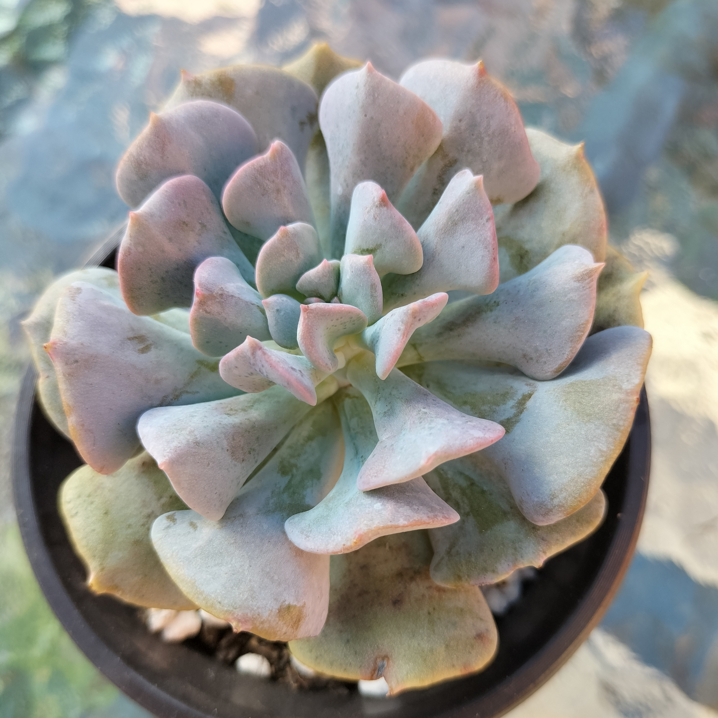 Echeveria 'Cubic Frost'