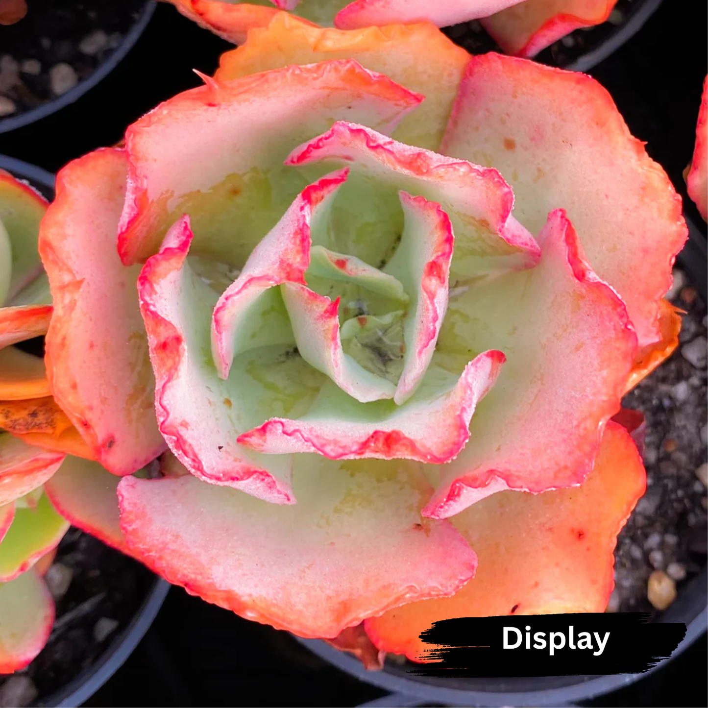 Echeveria 'Curly Lock'