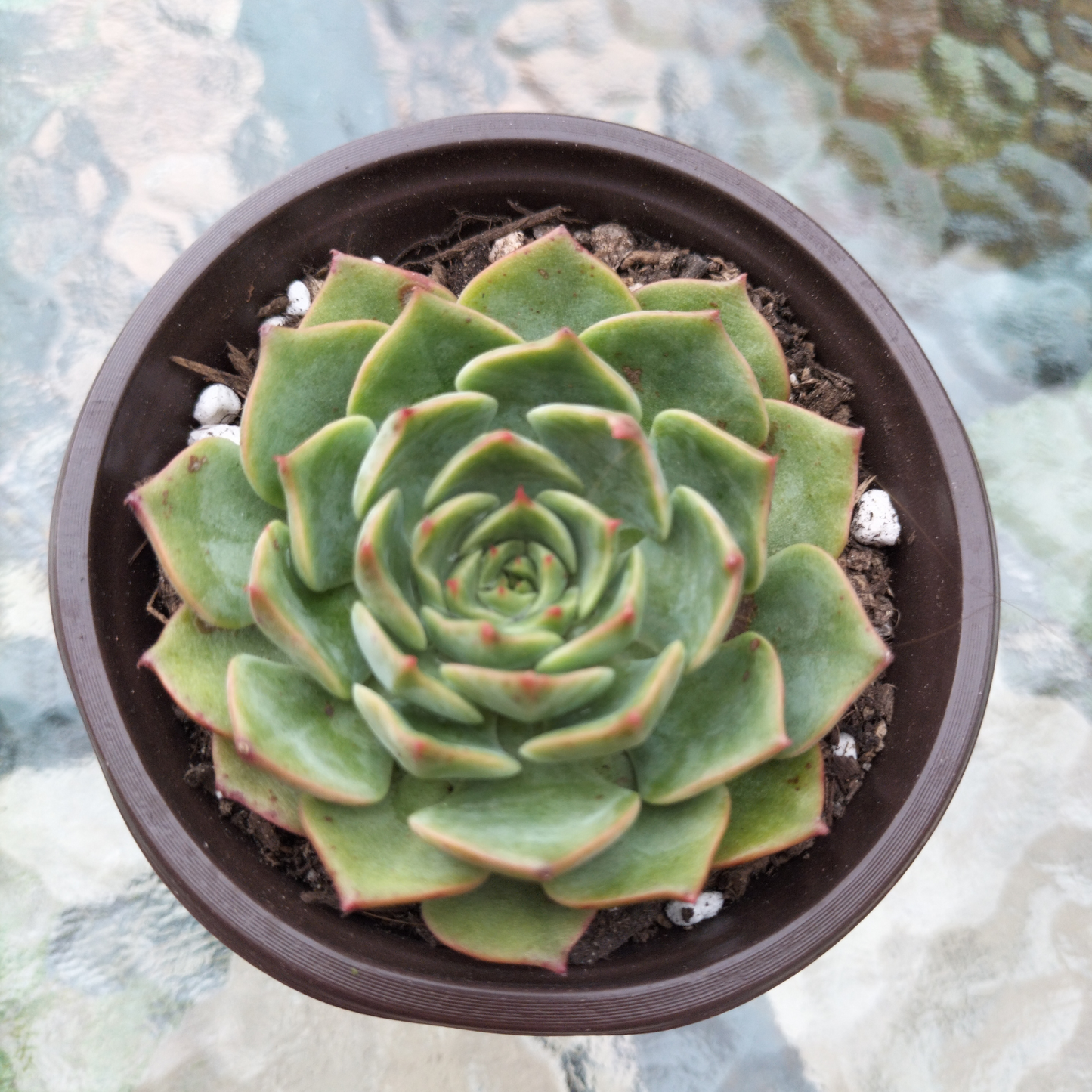 Echeveria 'Dancing Bird'