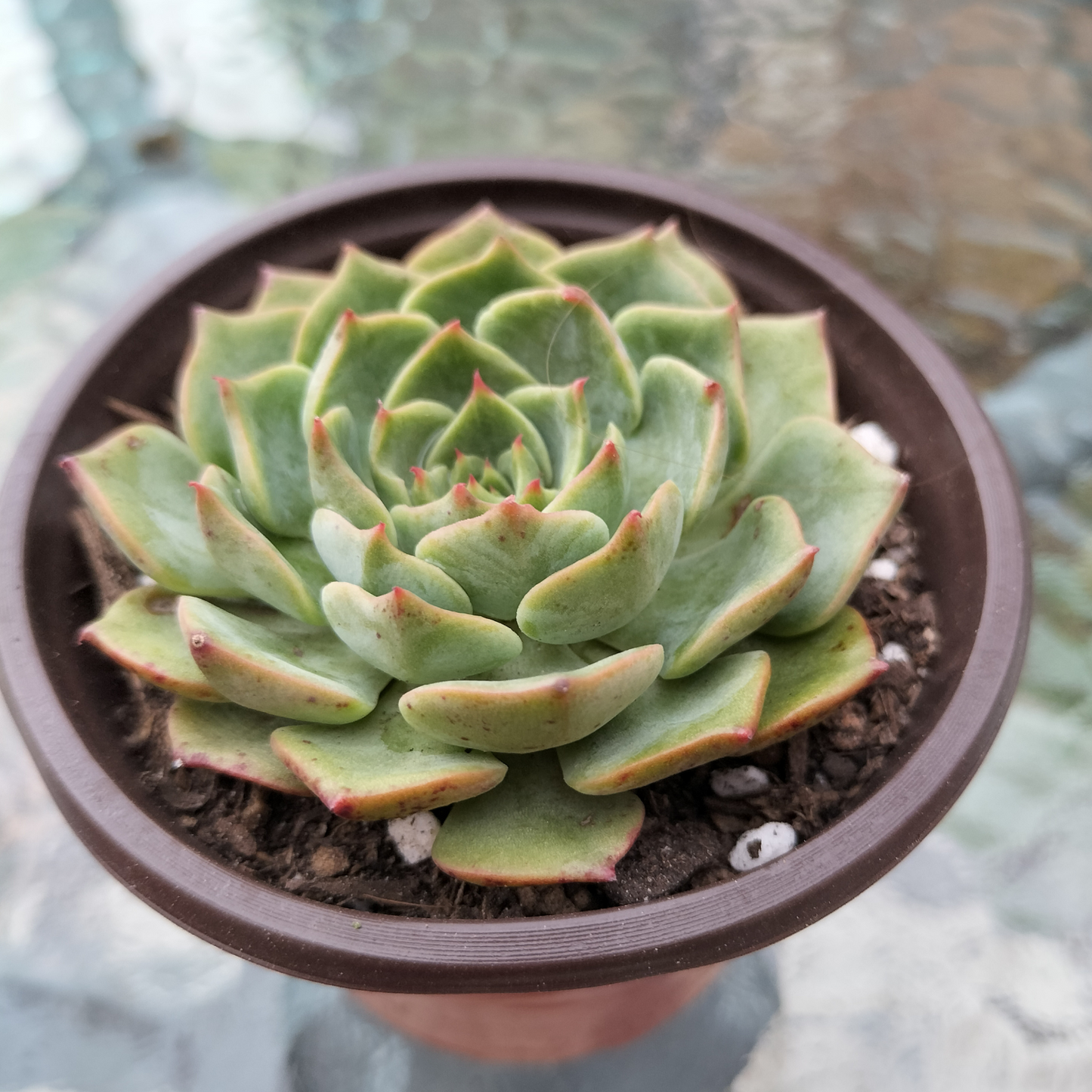 Echeveria 'Dancing Bird'
