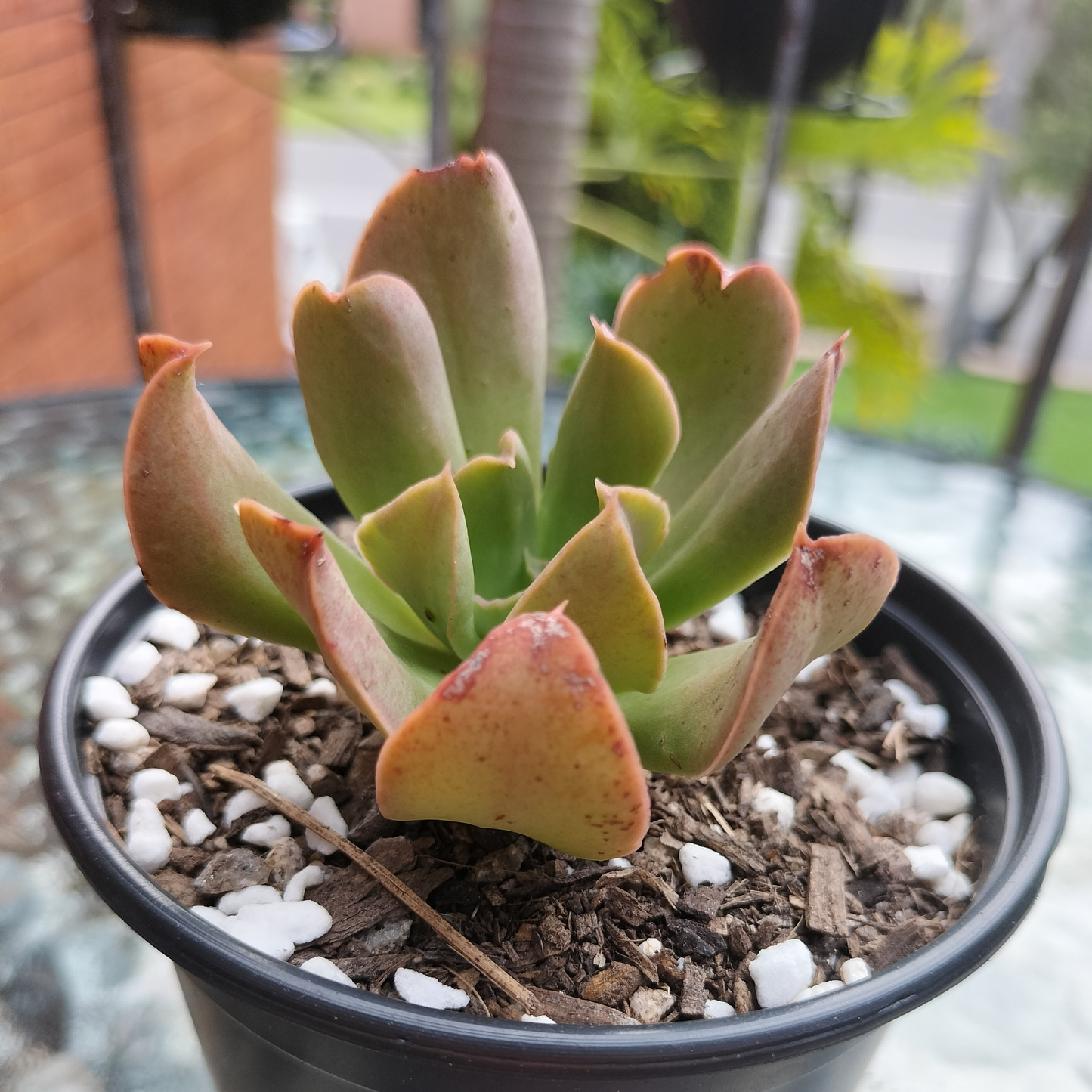 Echeveria 'Dark Vader'