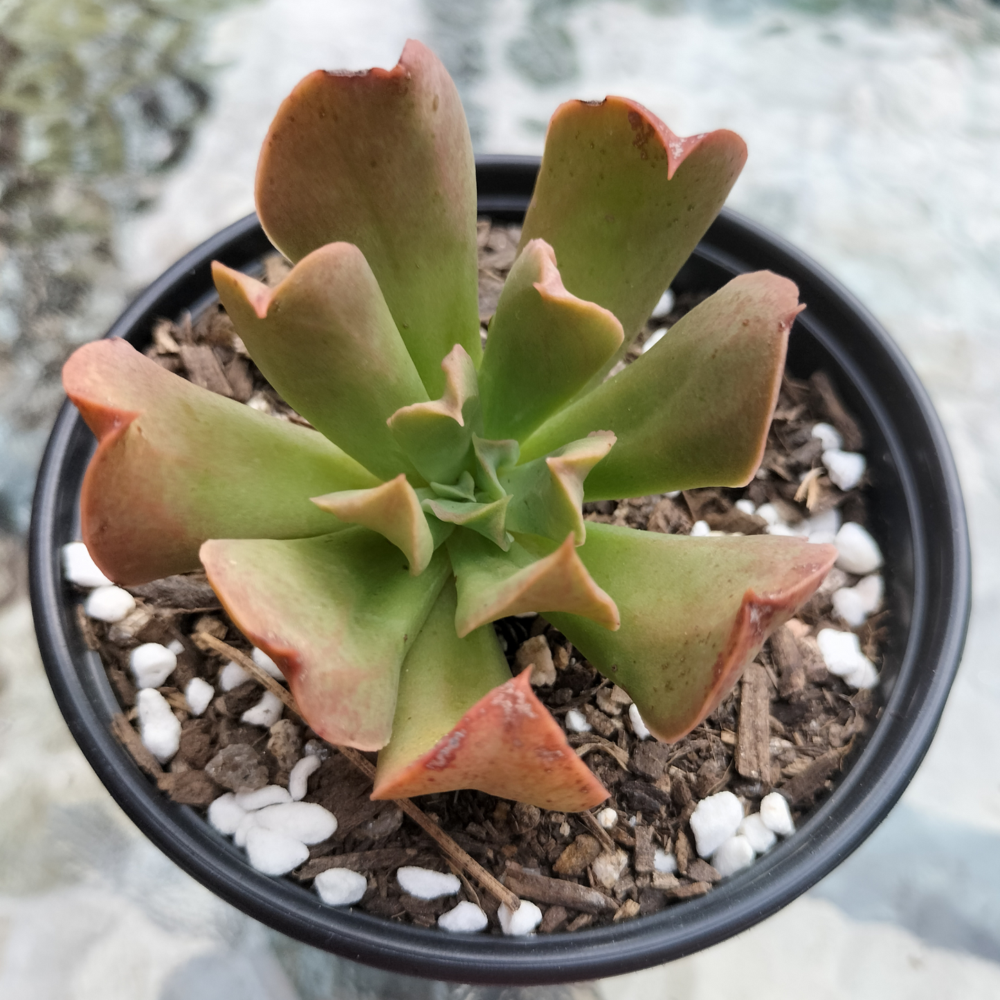 Echeveria 'Dark Vader'
