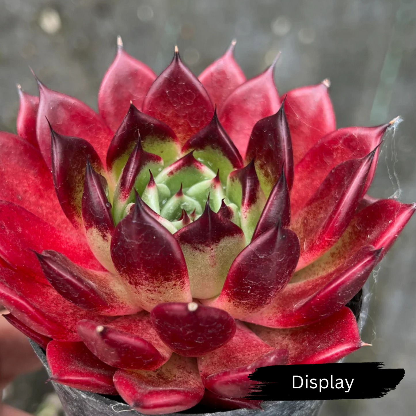 Echeveria 'Dark night' (KRF)