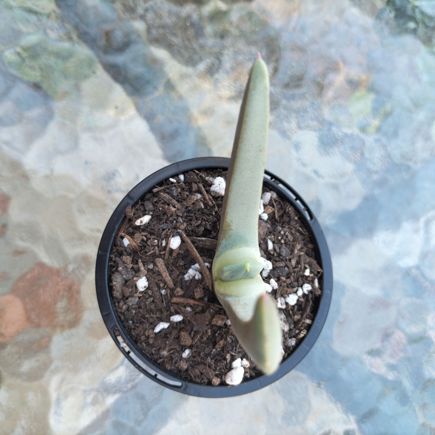 Cheiridopsis denticulata