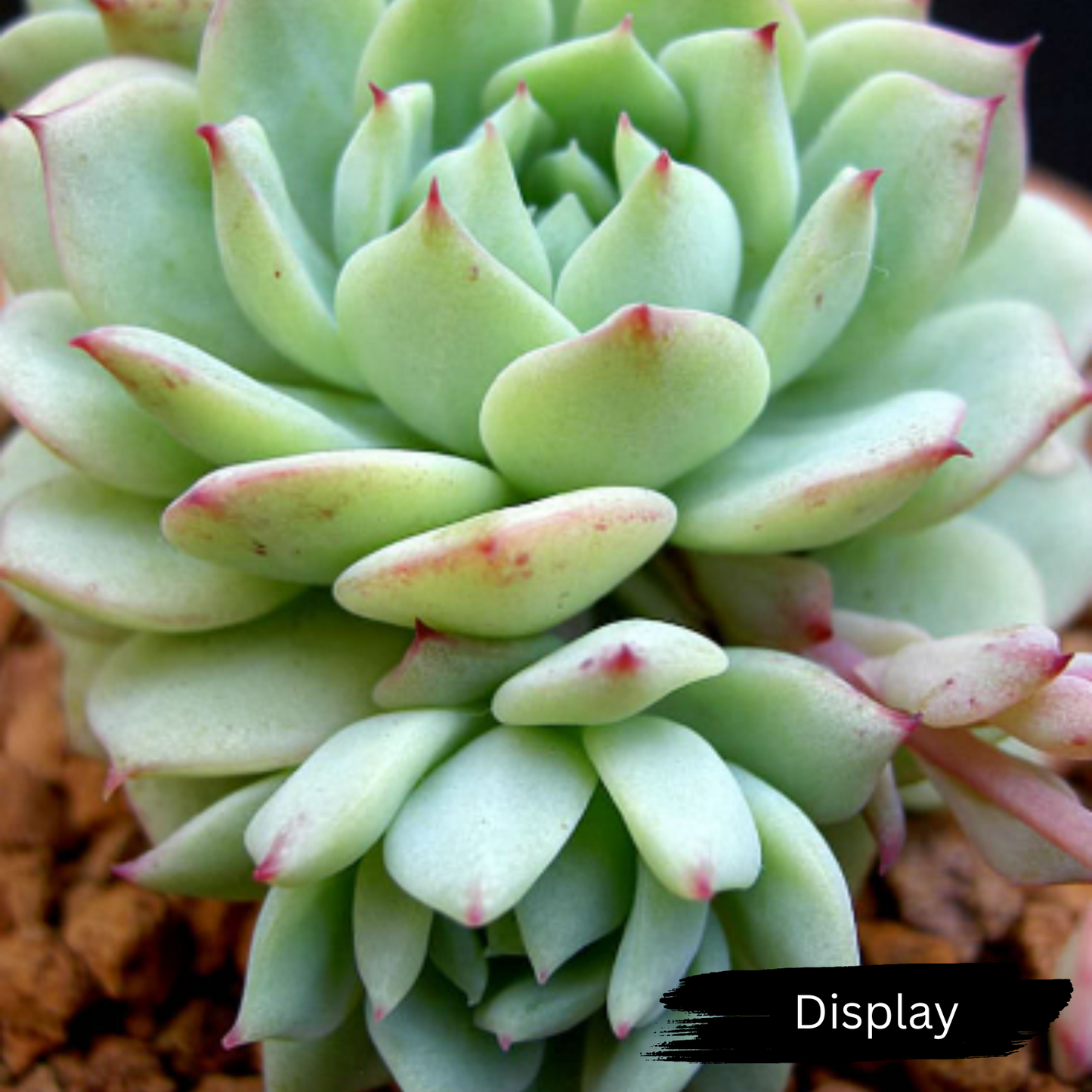 Echeveria 'derenbergii'