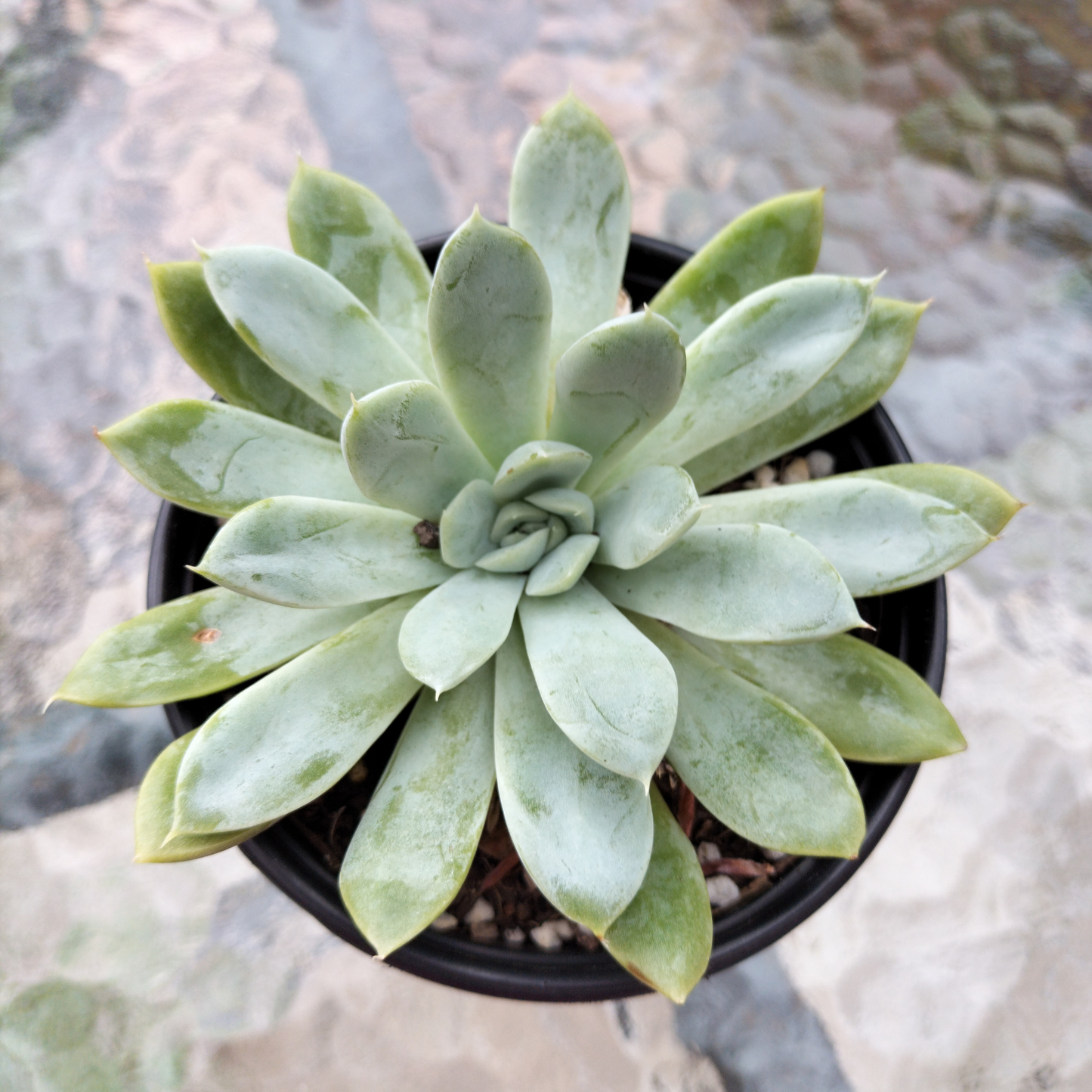 Echeveria 'Doll Barbie'