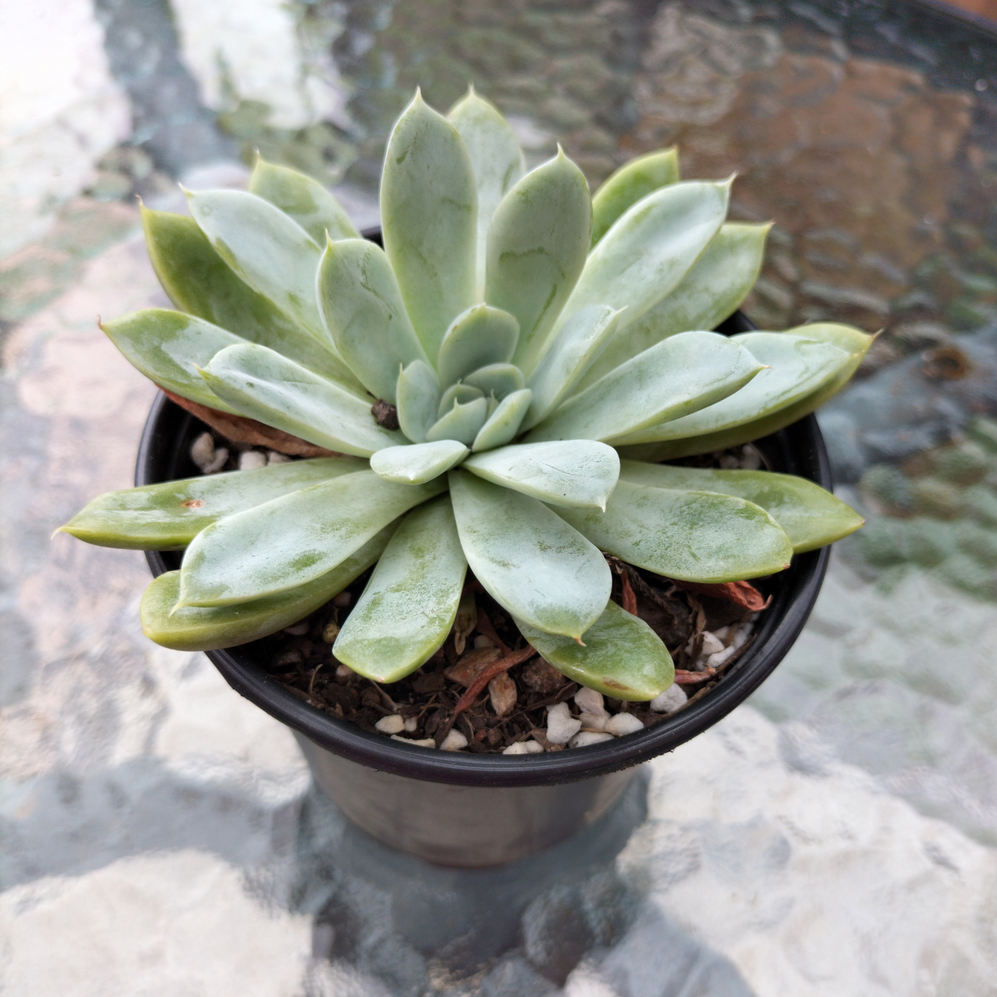 Echeveria 'Doll Barbie'