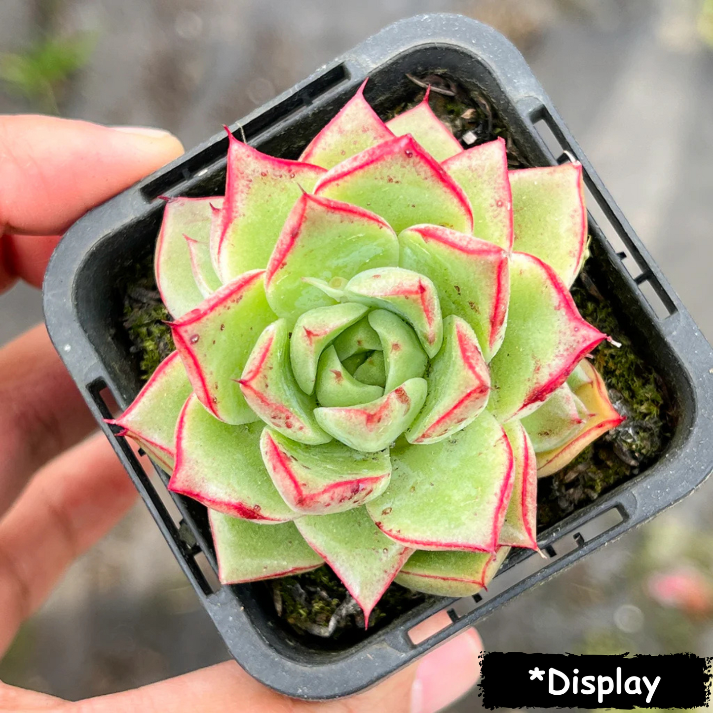 Echeveria 'Dream Queen'