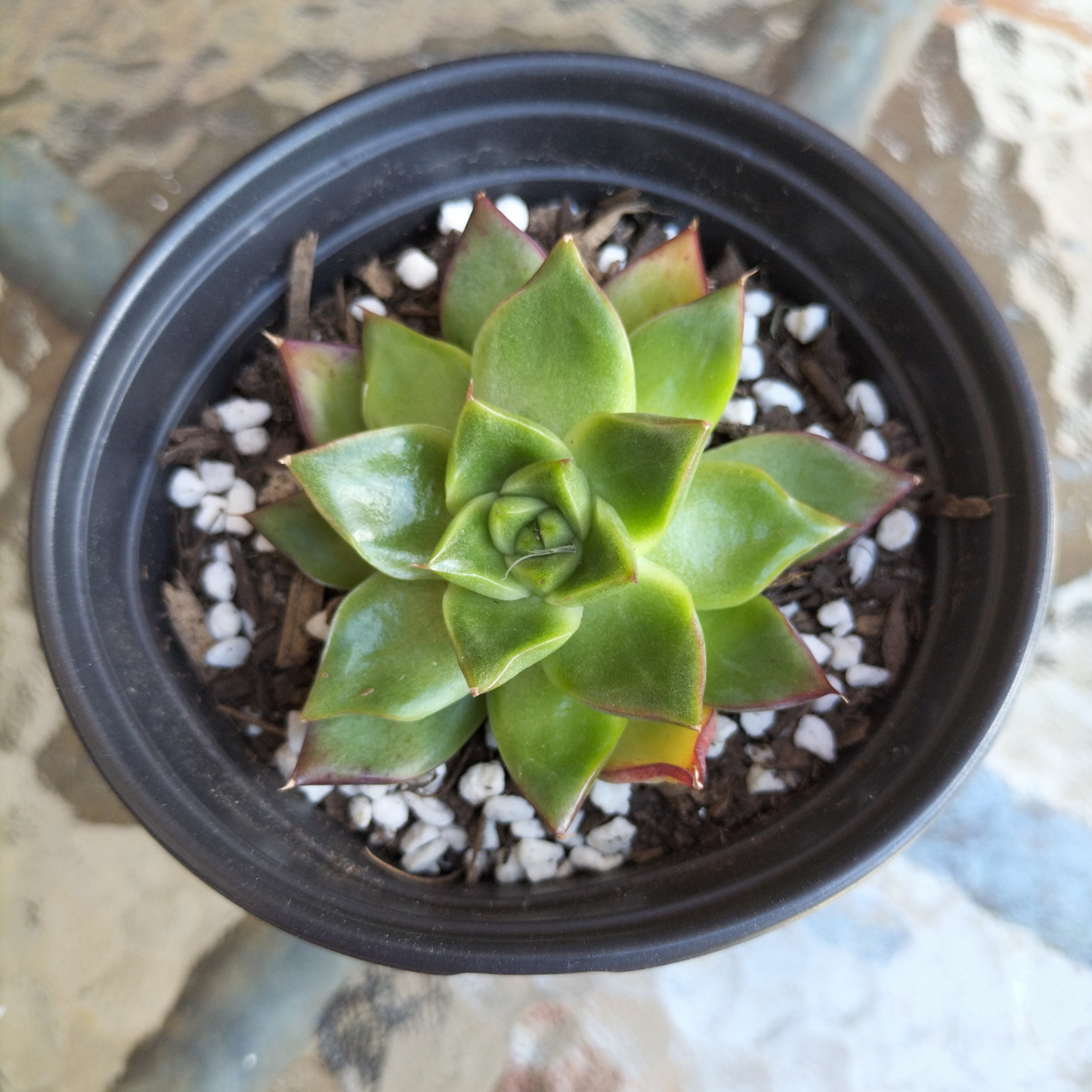 Echeveria 'Dream Queen'