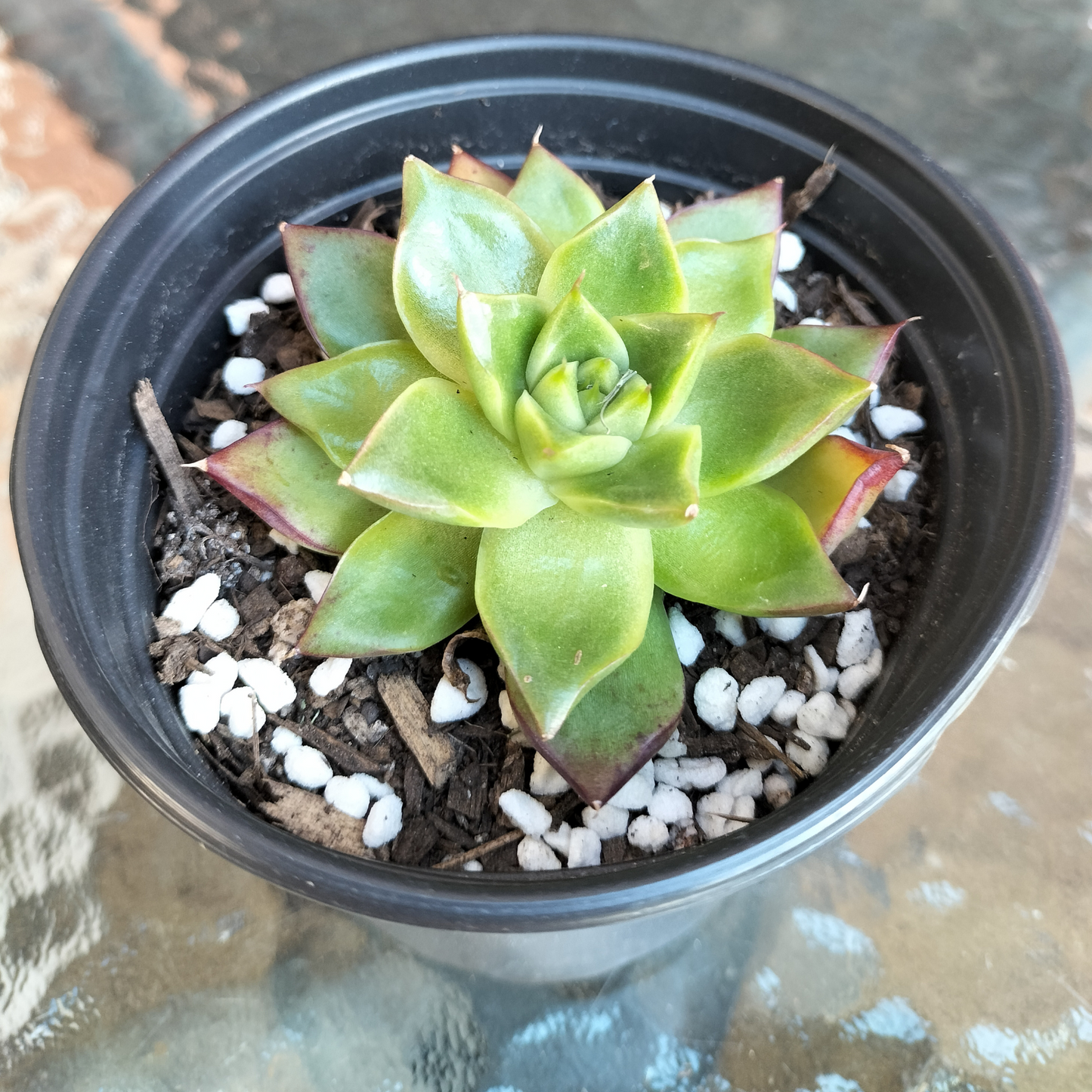 Echeveria 'Dream Queen'