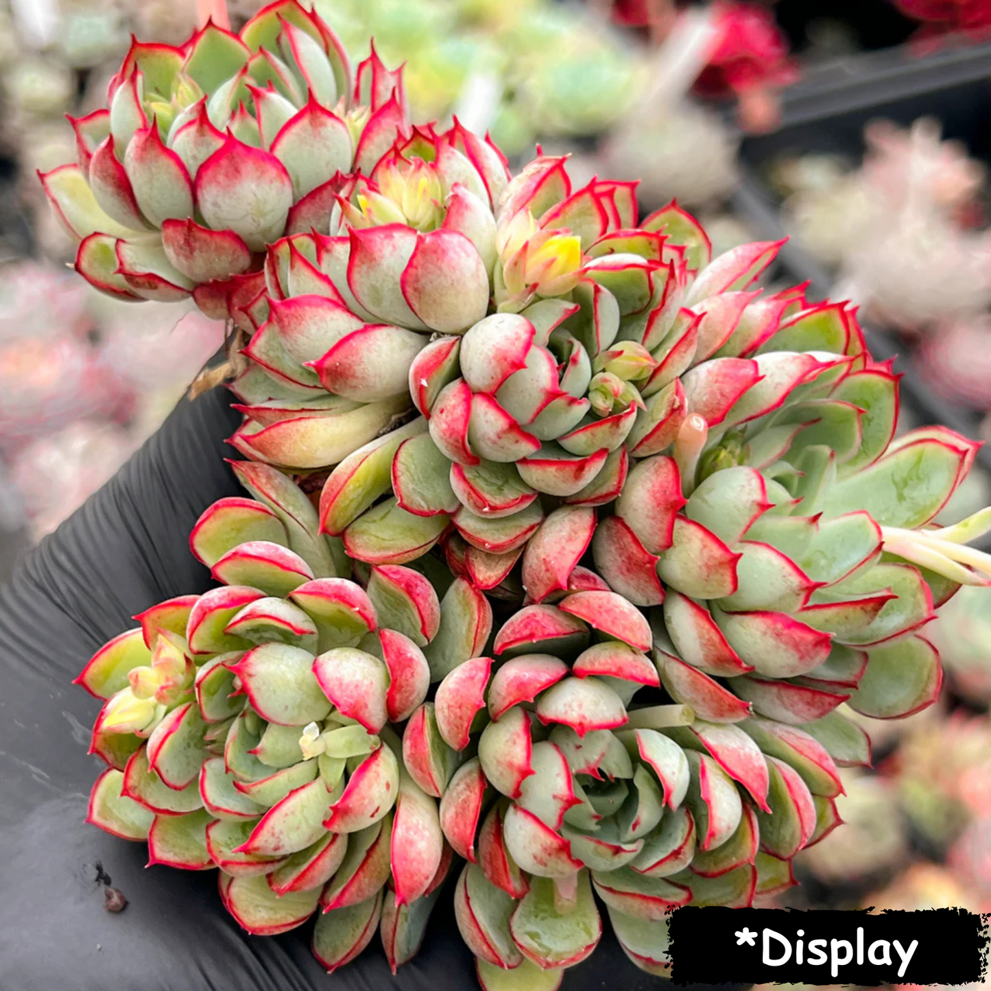Echeveria 'Dream Rose'