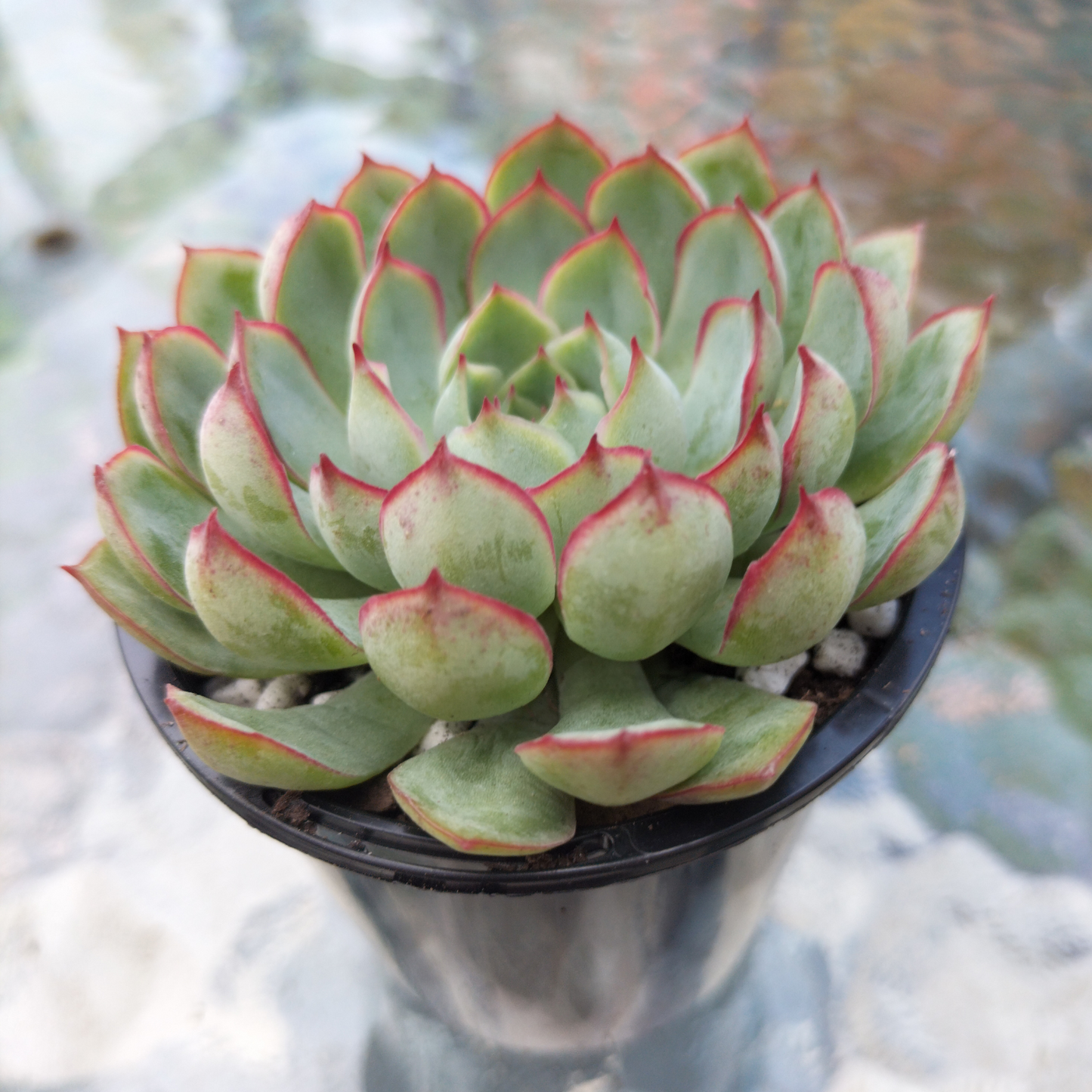 Echeveria 'Dream Rose'