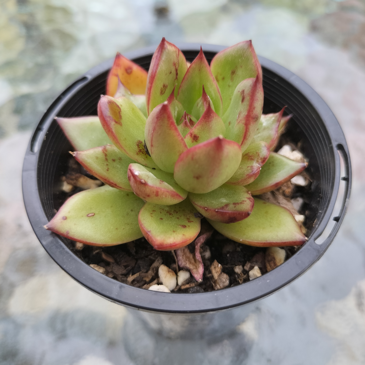 Echeveria agavoides 'Ebony sp. x Romeo Rubin'