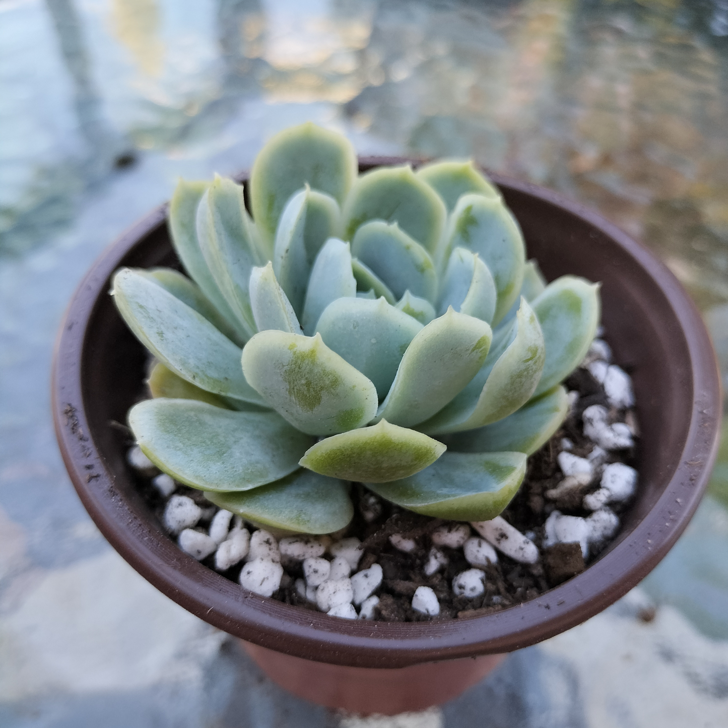 Echeveria 'Elgans' (Mexican Snowball)