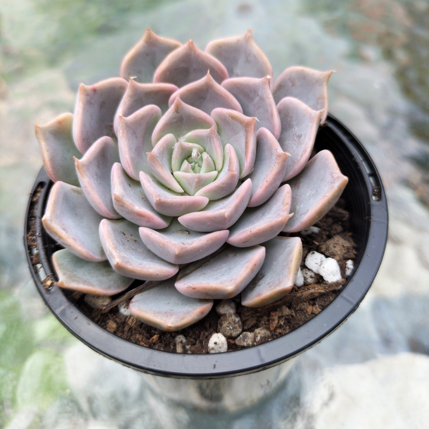 Echeveria 'Fiona's Choice'