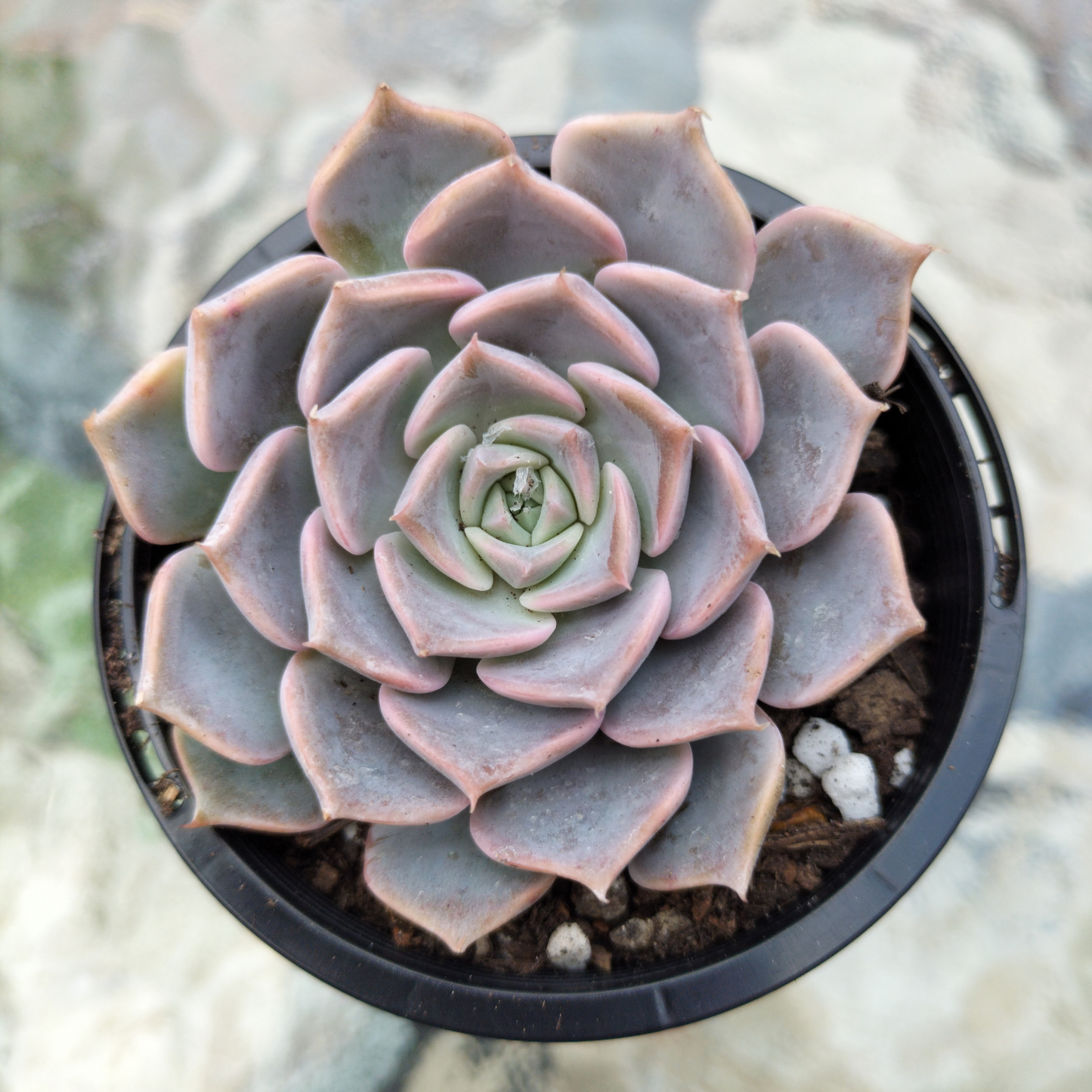 Echeveria 'Fiona's Choice'