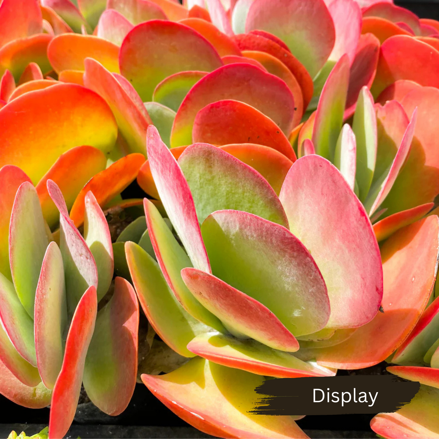 Kalanchoe luciae (Paddle plant/Flap jacks)