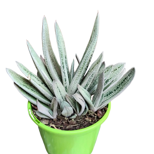'Gasteria' Hybrid