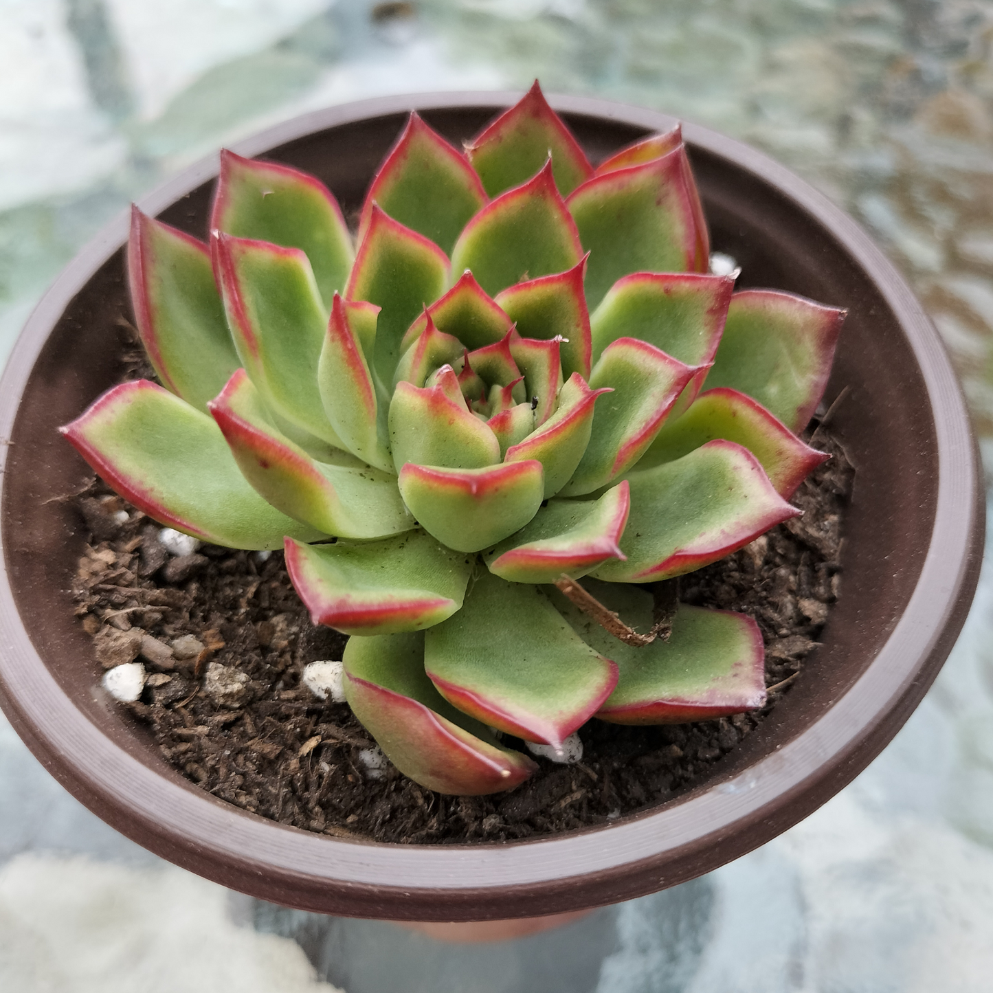 Echeveria 'Giselle'