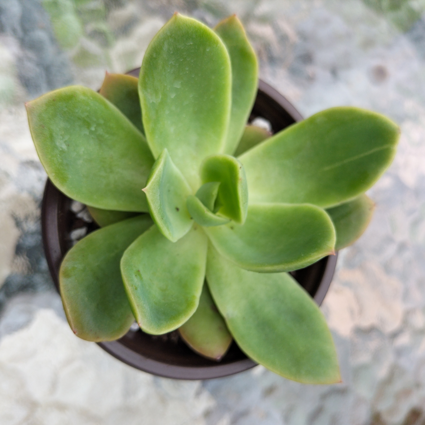 Echeveria 'Golden Glow'