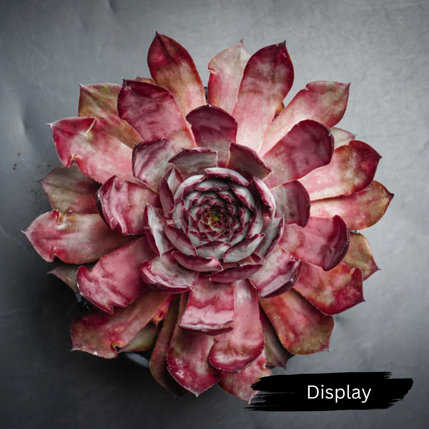 Sempervivum 'Grammens'