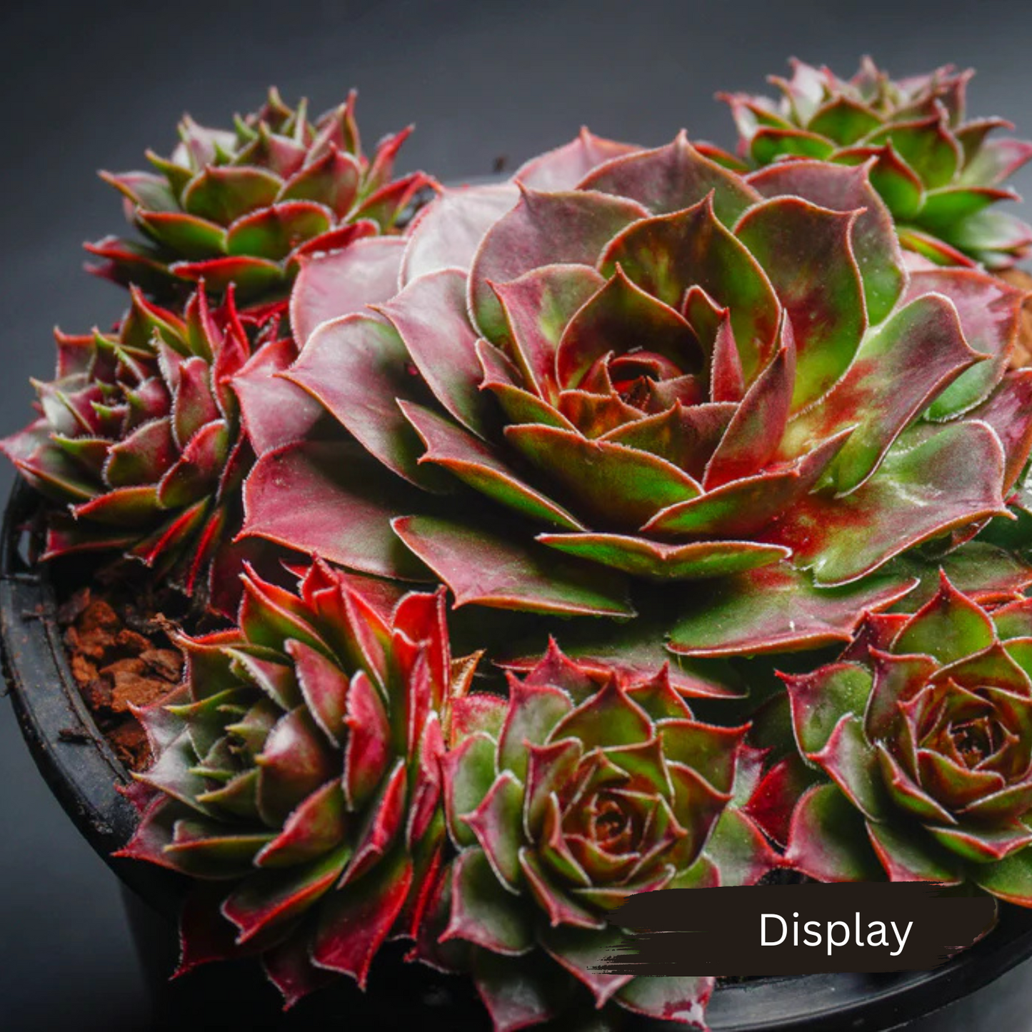 Sempervivum 'Granby'