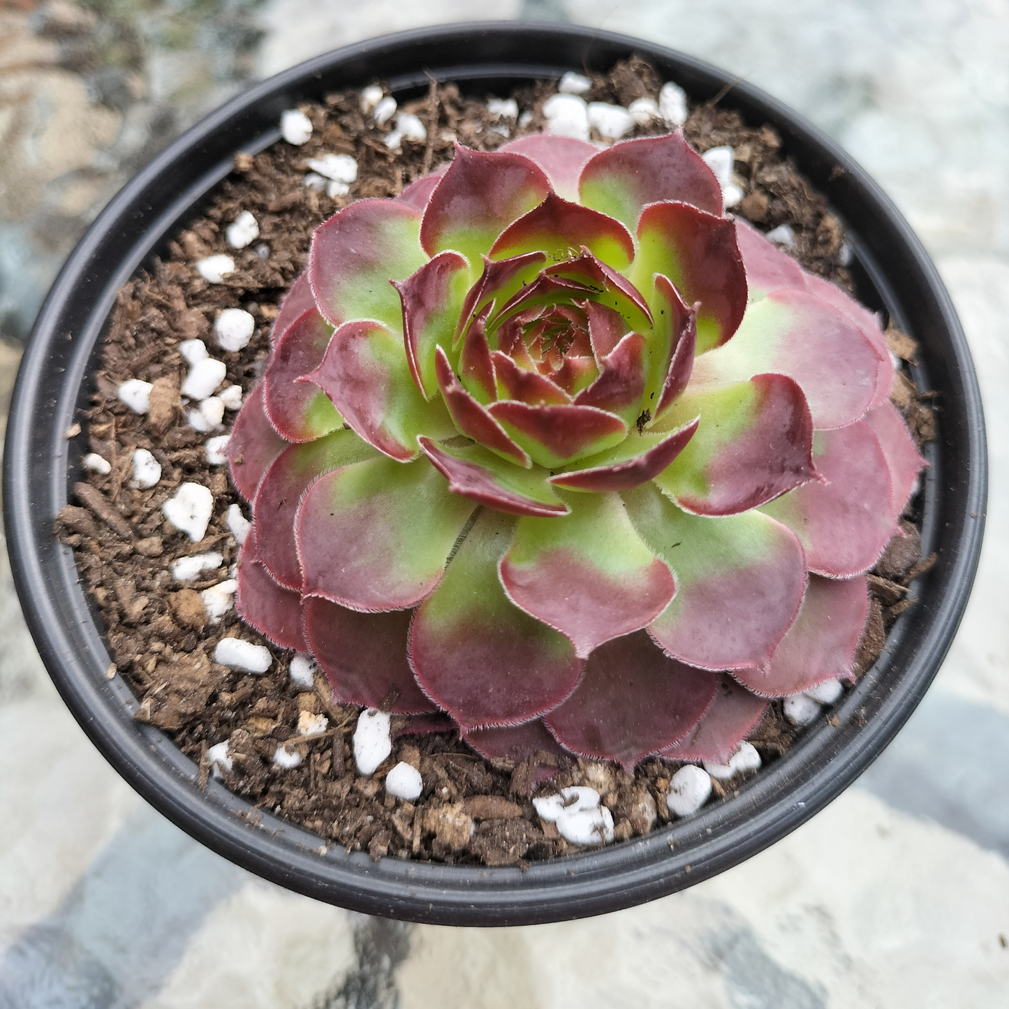 Sempervivum 'Granby'