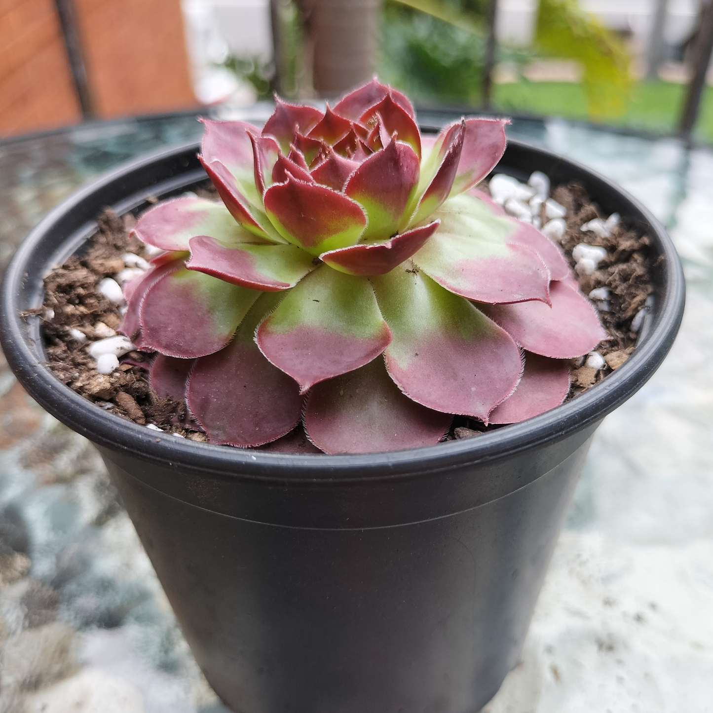 Sempervivum 'Granby'