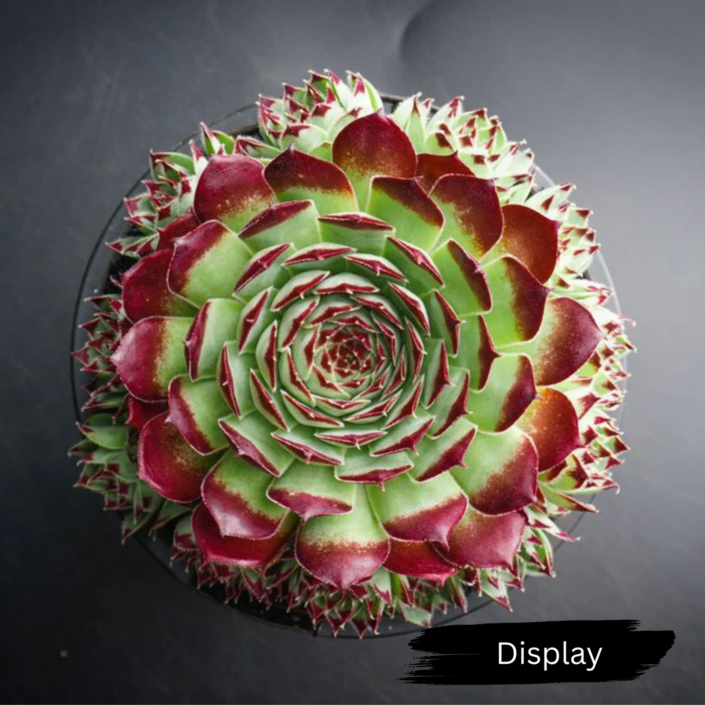 Sempervivum calcareum 'Guillaumes'