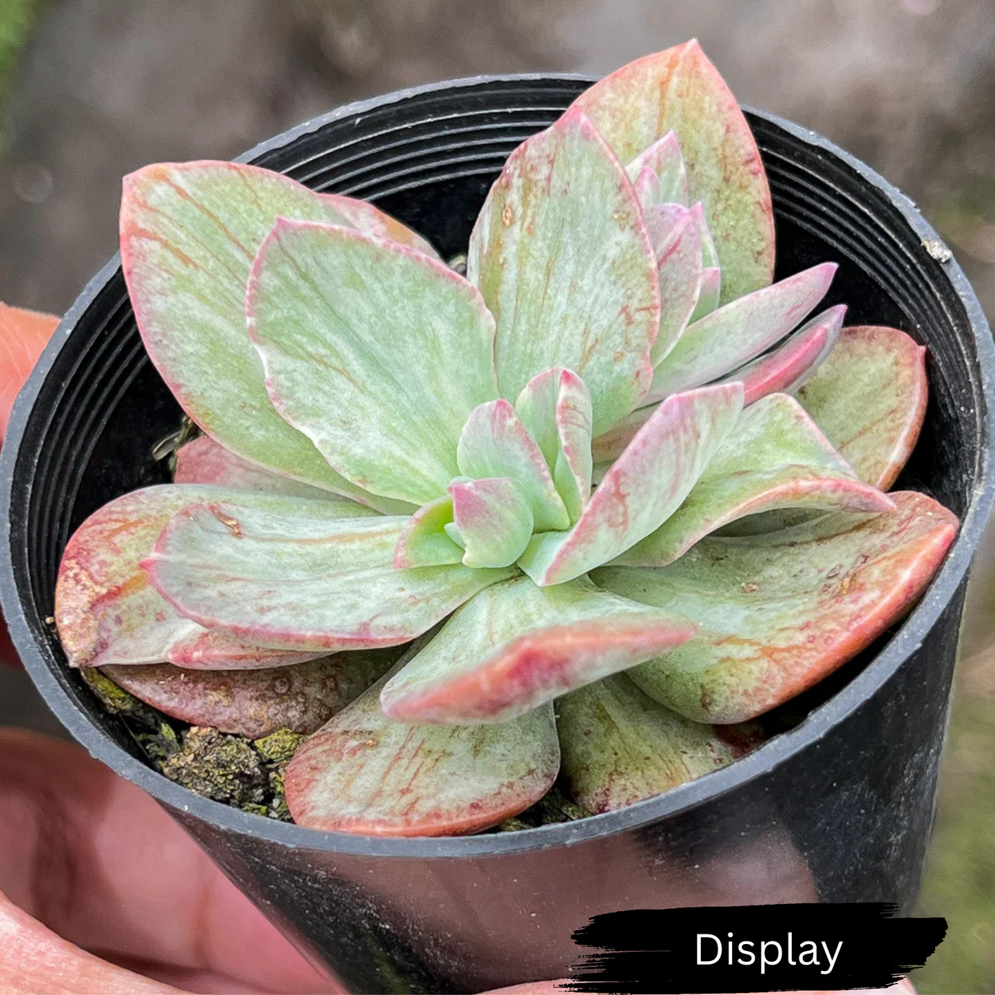 Echeveria 'Hanaikada Mosaic Silk' Variegated (Rare)
