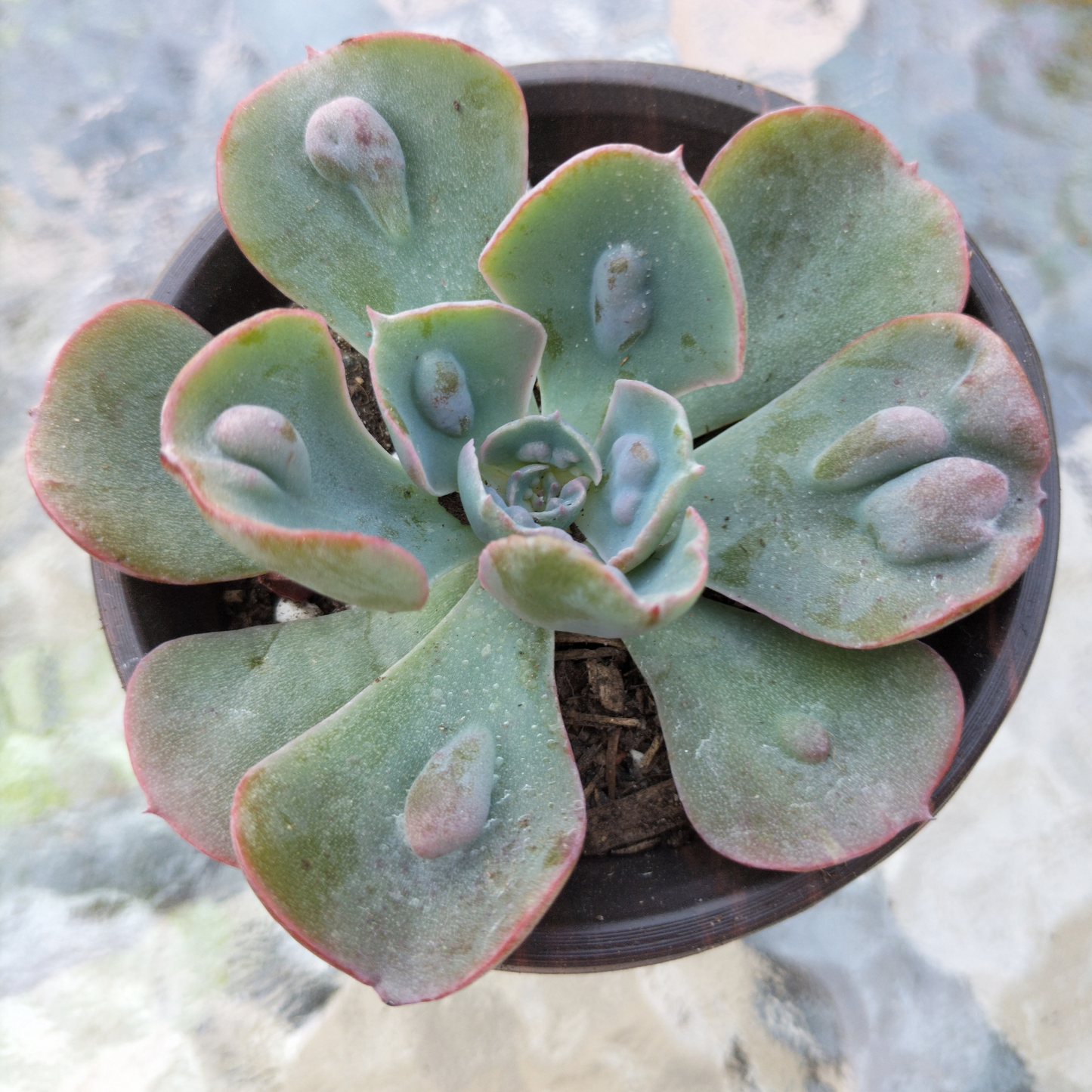 Echeveria 'Heart Delight'