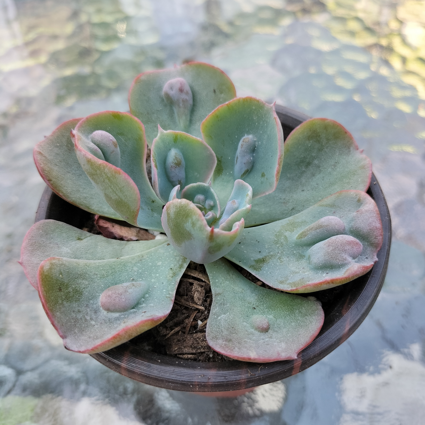 Echeveria 'Heart Delight'